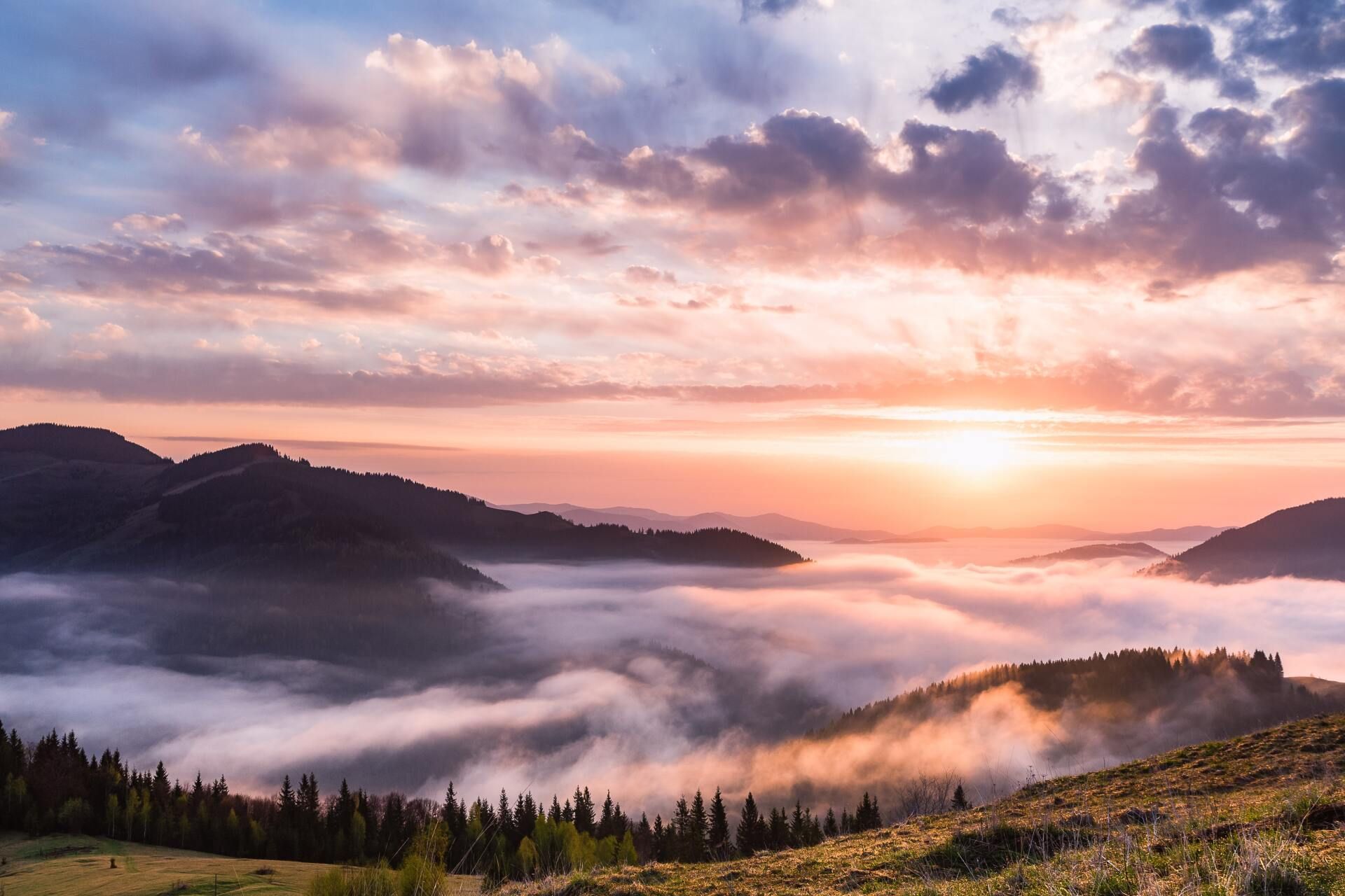 Sunrise over a fog-filled mountain valley with pink clouds and pine trees in the foreground