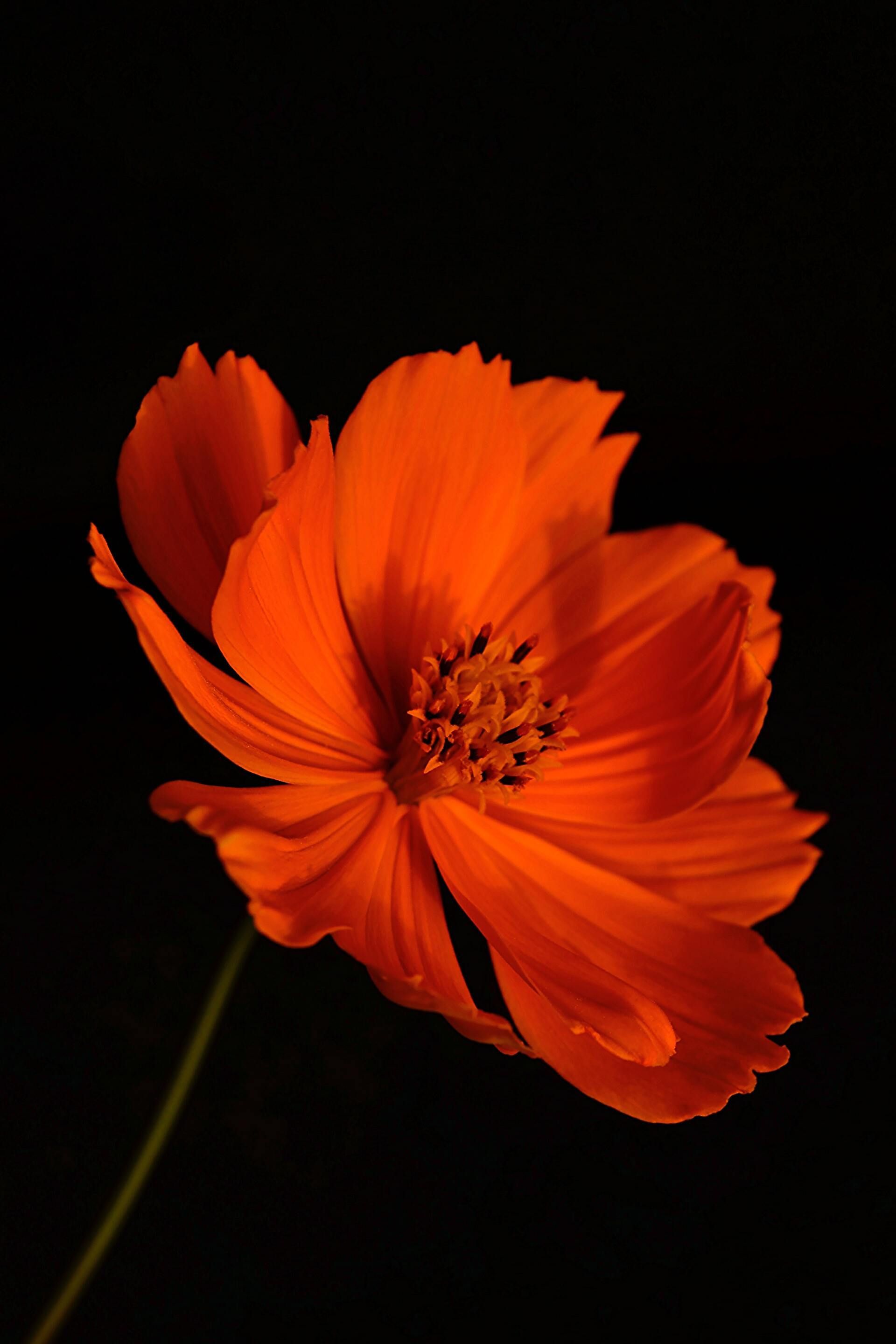 Orange flower with ruffled petals against a black background