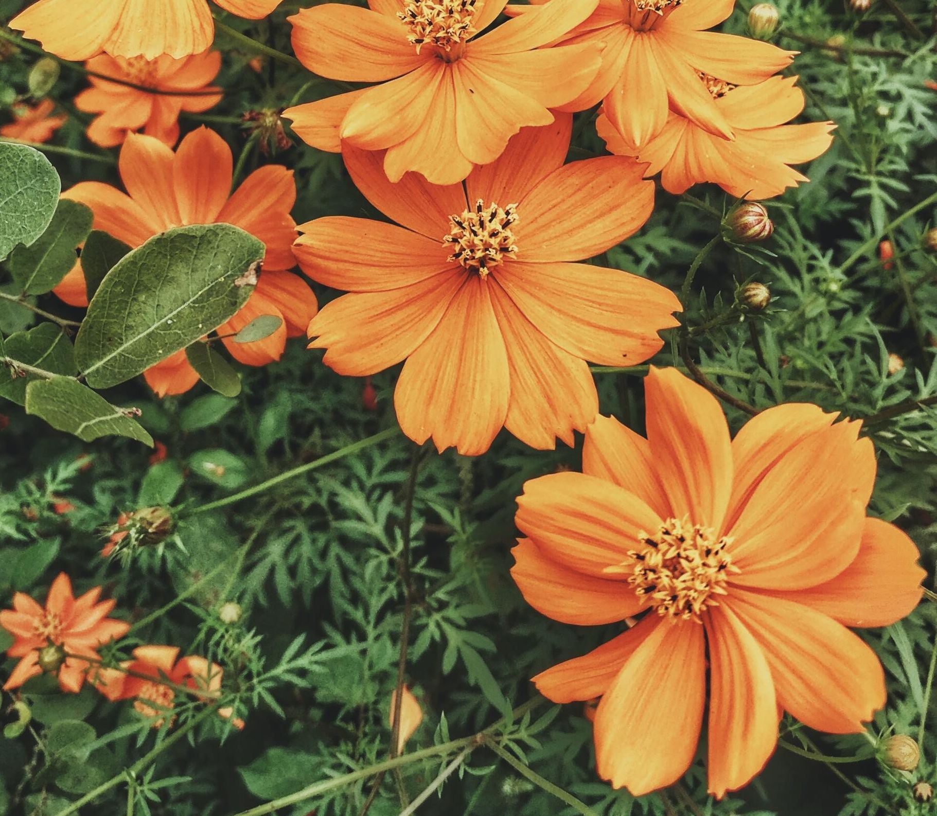 Orange flowers blooming among green foliage in a garden