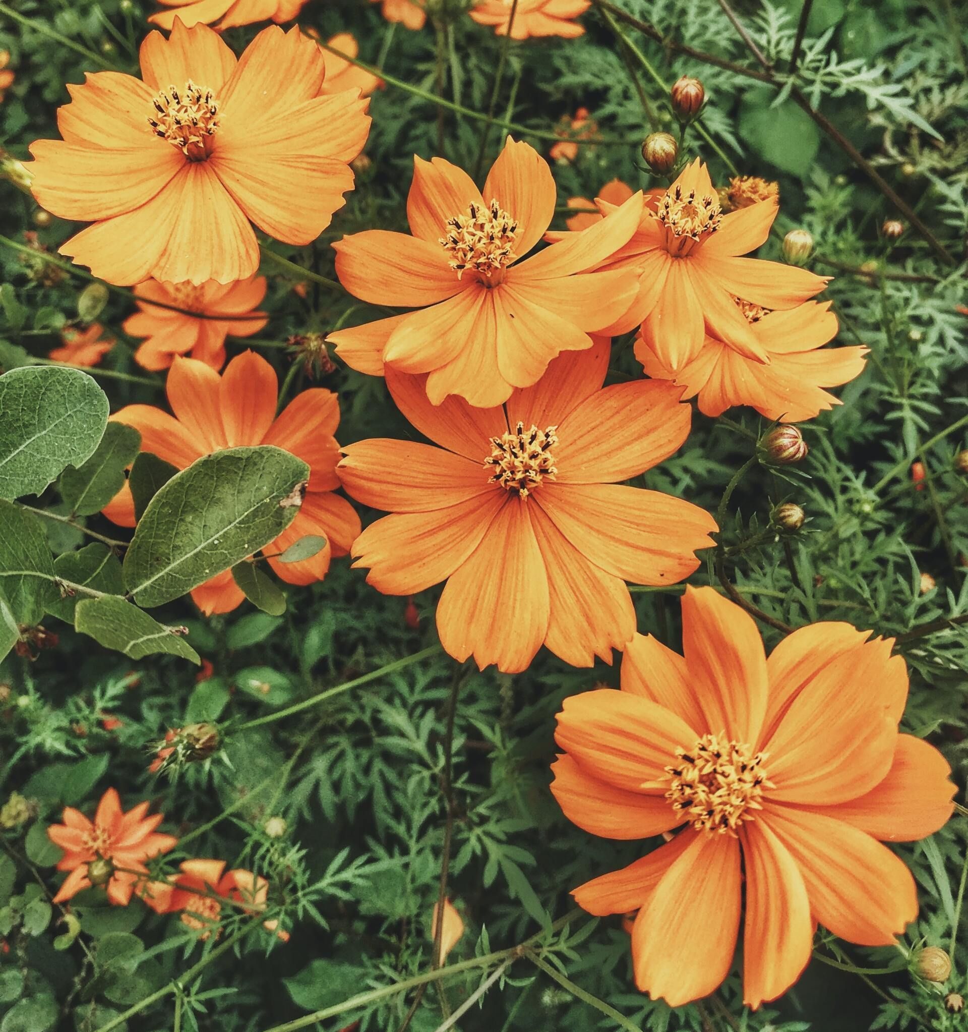Orange flowers blooming among green foliage.