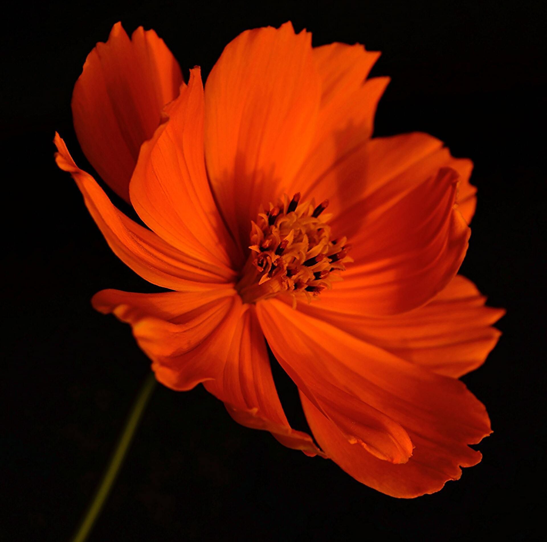 Bright orange cosmos flower in bloom against a dark background