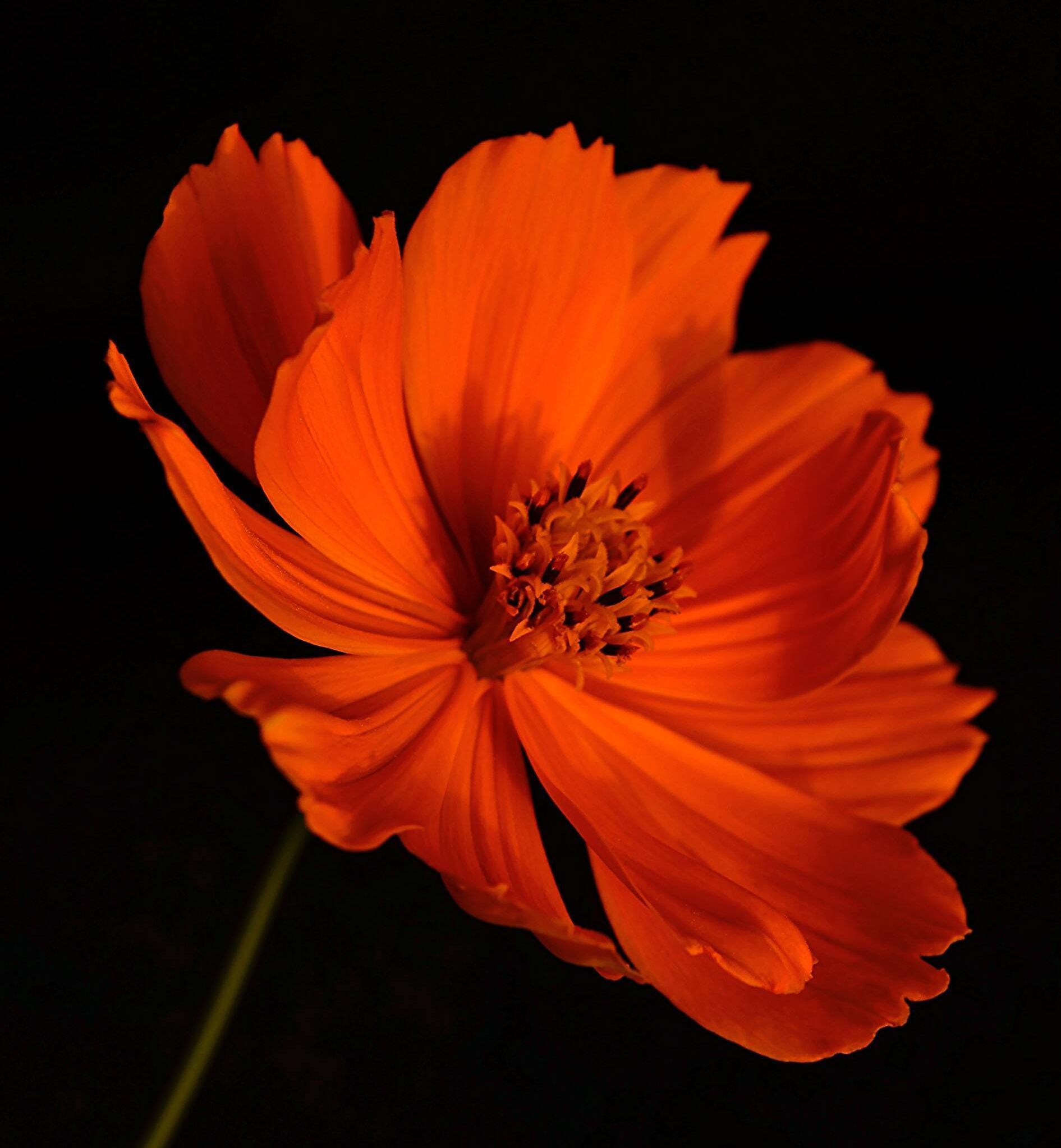 Bright orange cosmos flower against a black background