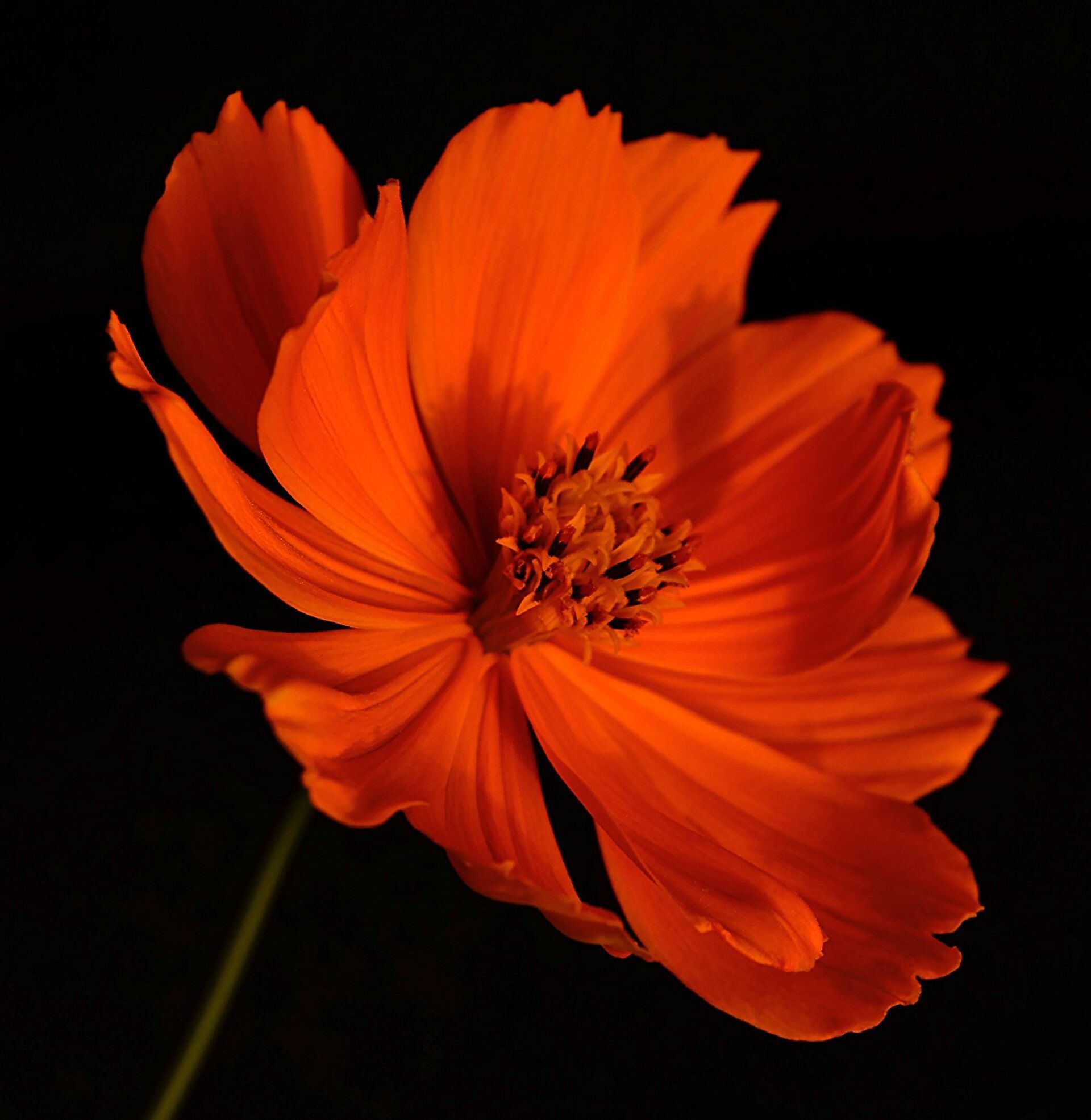 Bright orange cosmos flower against a black background