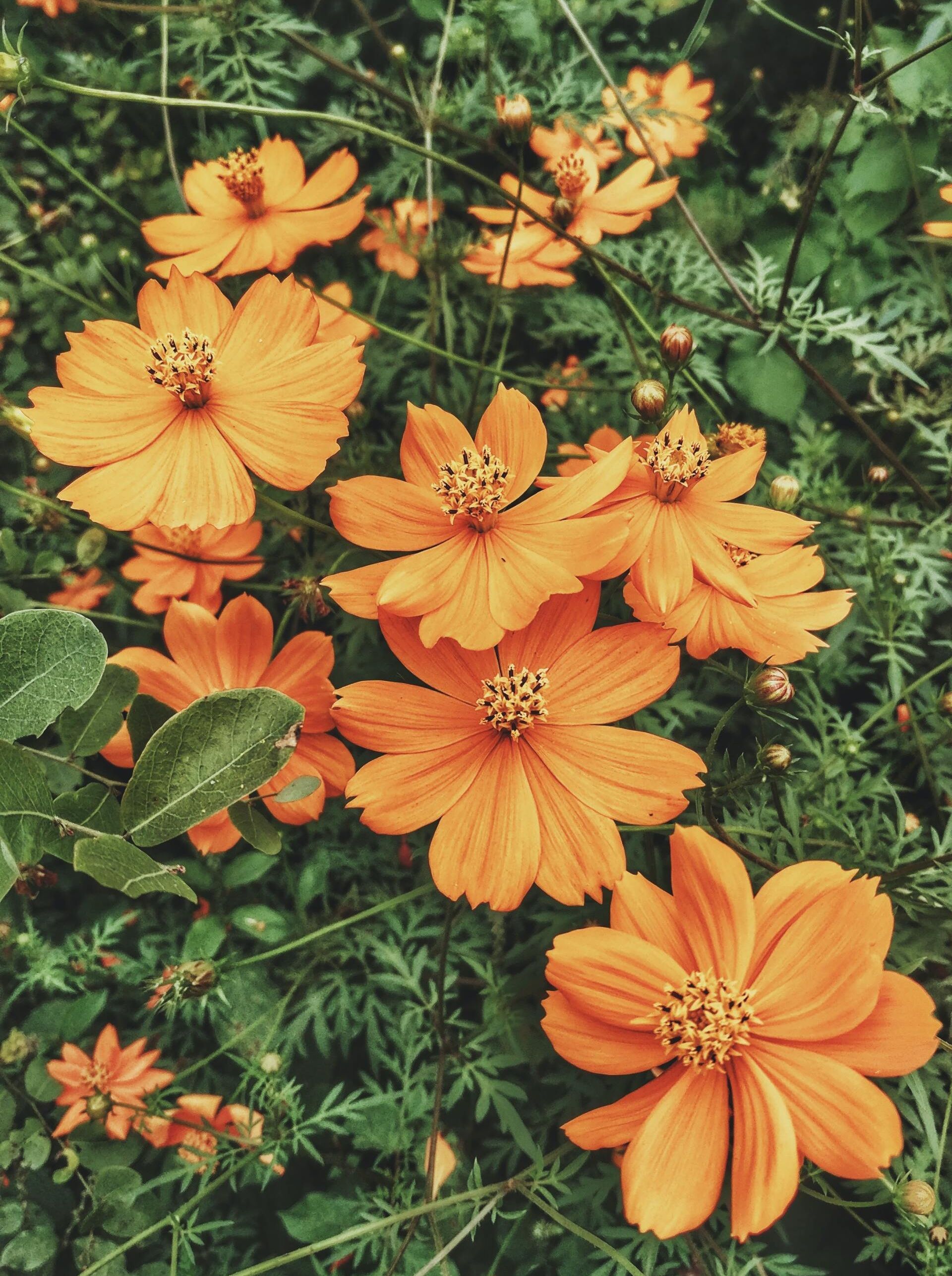 Orange cosmos flowers blooming among green foliage.