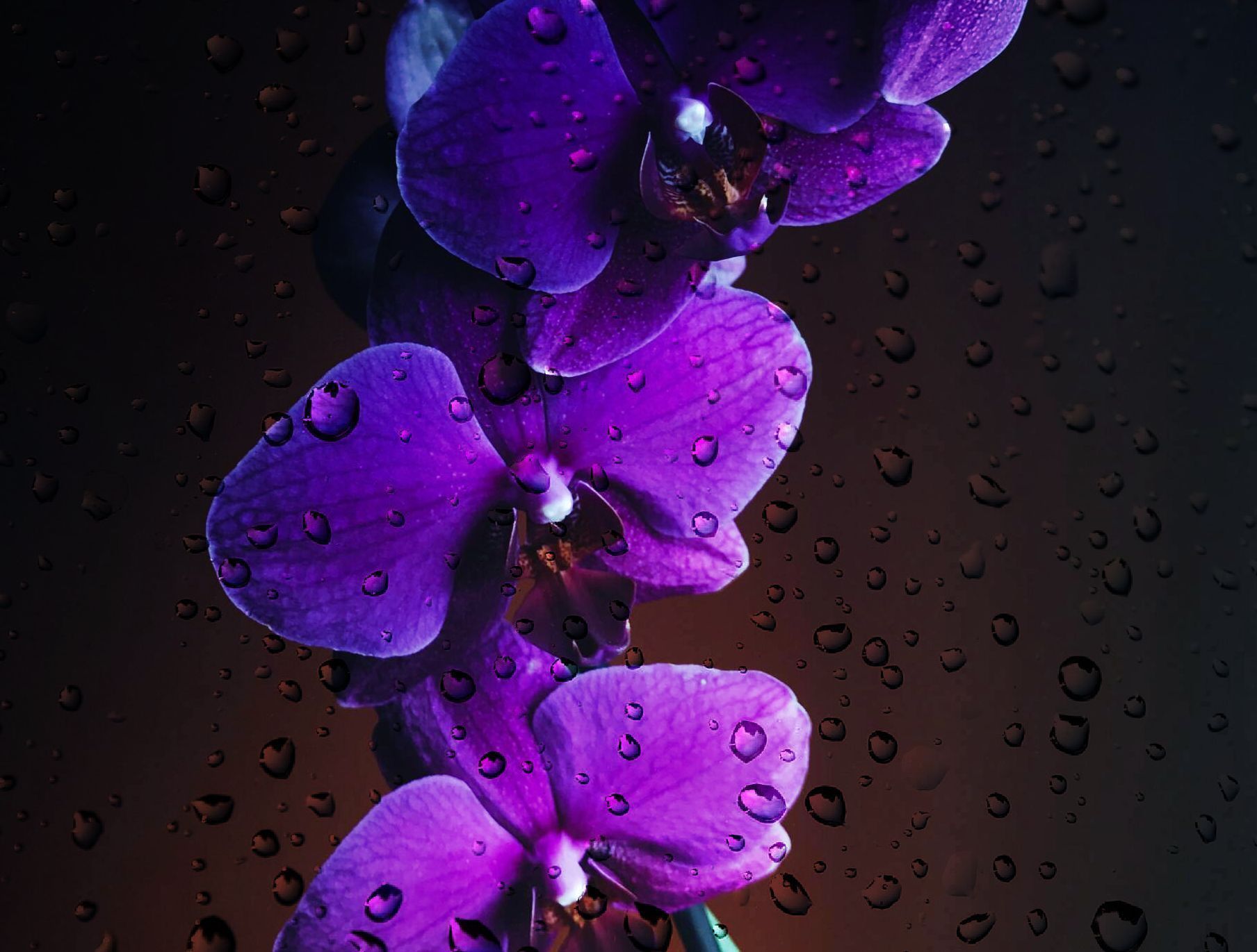 Purple orchids with water droplets on a dark background