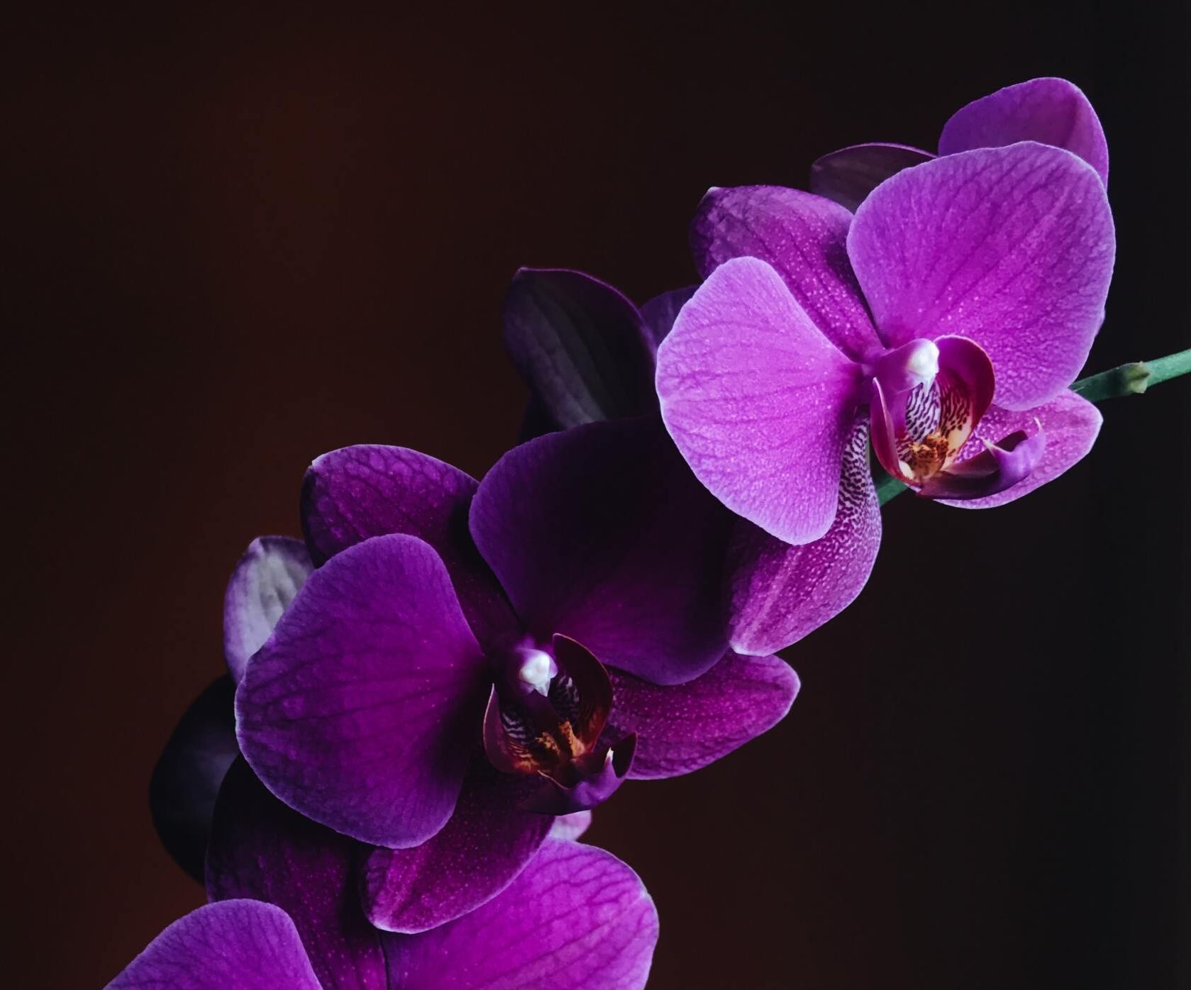 Purple orchids against a dark background