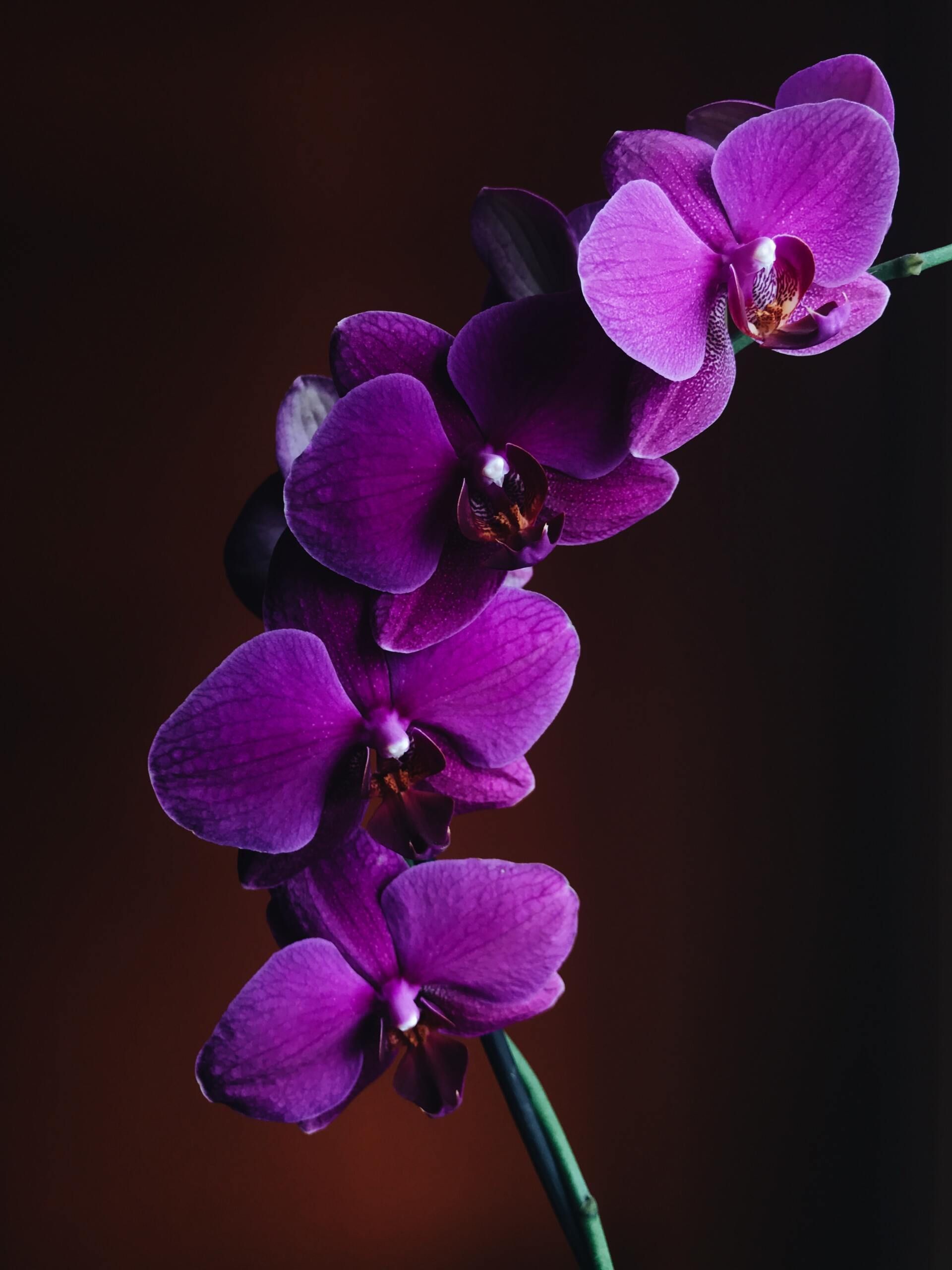 Purple orchid blossoms on a dark background
