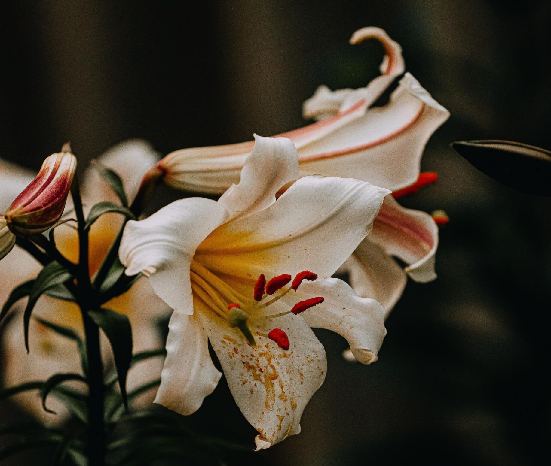 Close-up of white lily blossoms with pink streaks and red stamens on a dark background