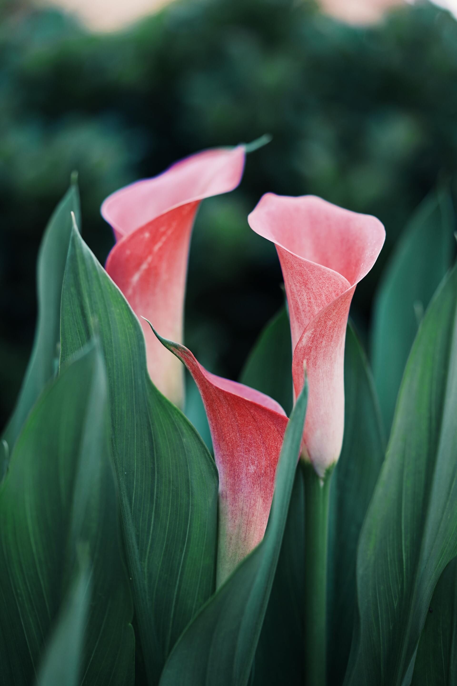 Pink calla lilies among dark green leaves with a soft blurred background