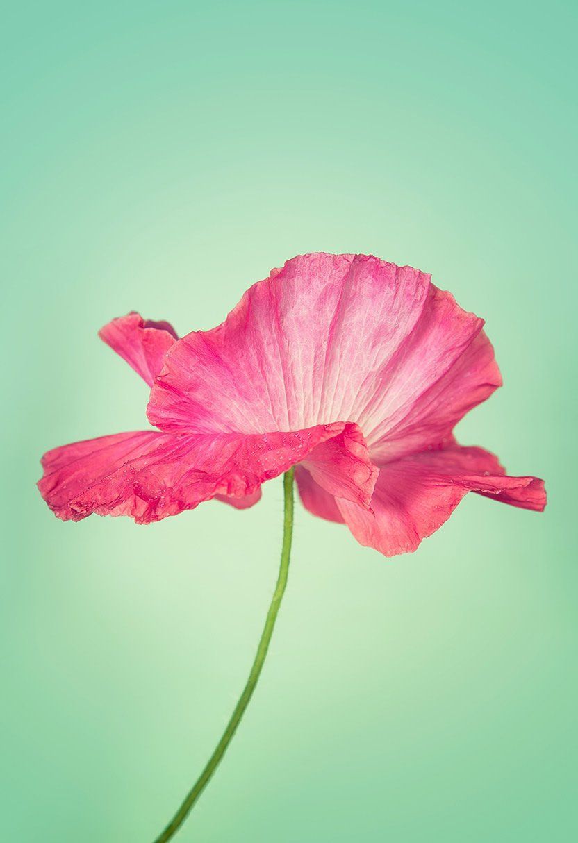 Pink flower with a long green stem against a soft mint background