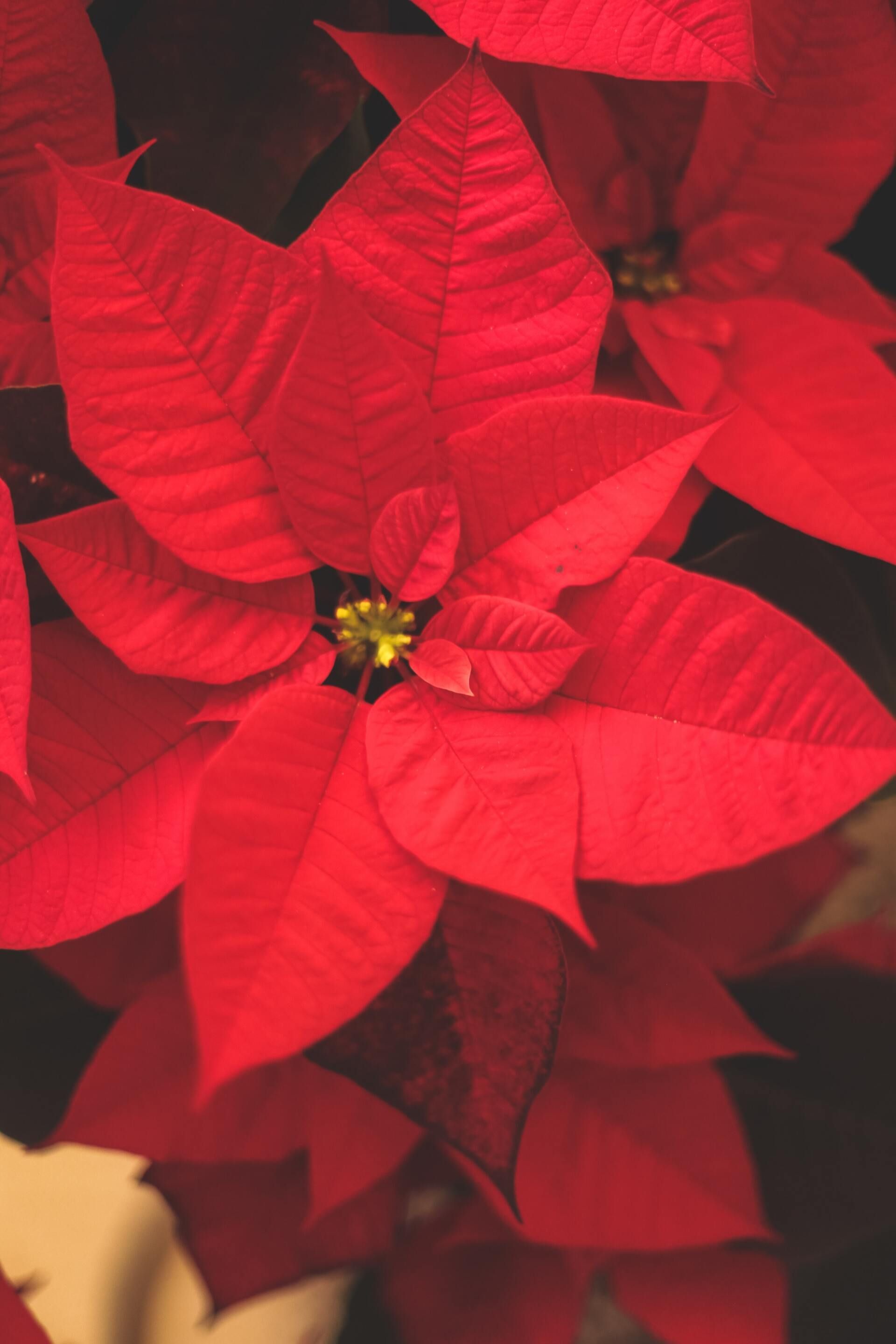 Close-up of a red poinsettia with bright layered leaves