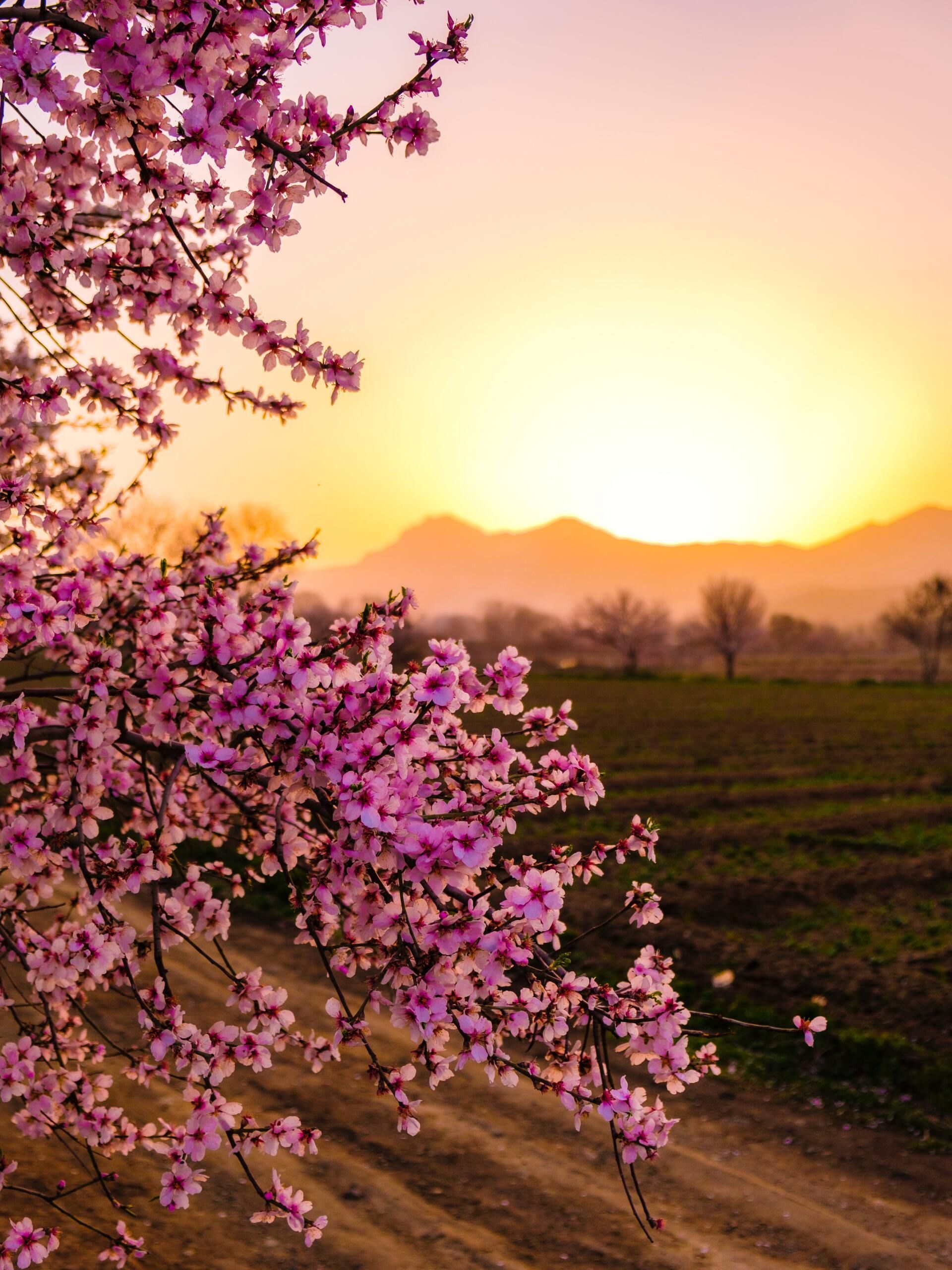 Pink blossoms frame a golden sunrise over fields and distant hills