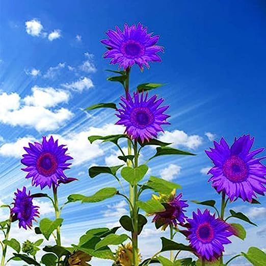 Purple daisies blooming against a bright blue sky with white clouds
