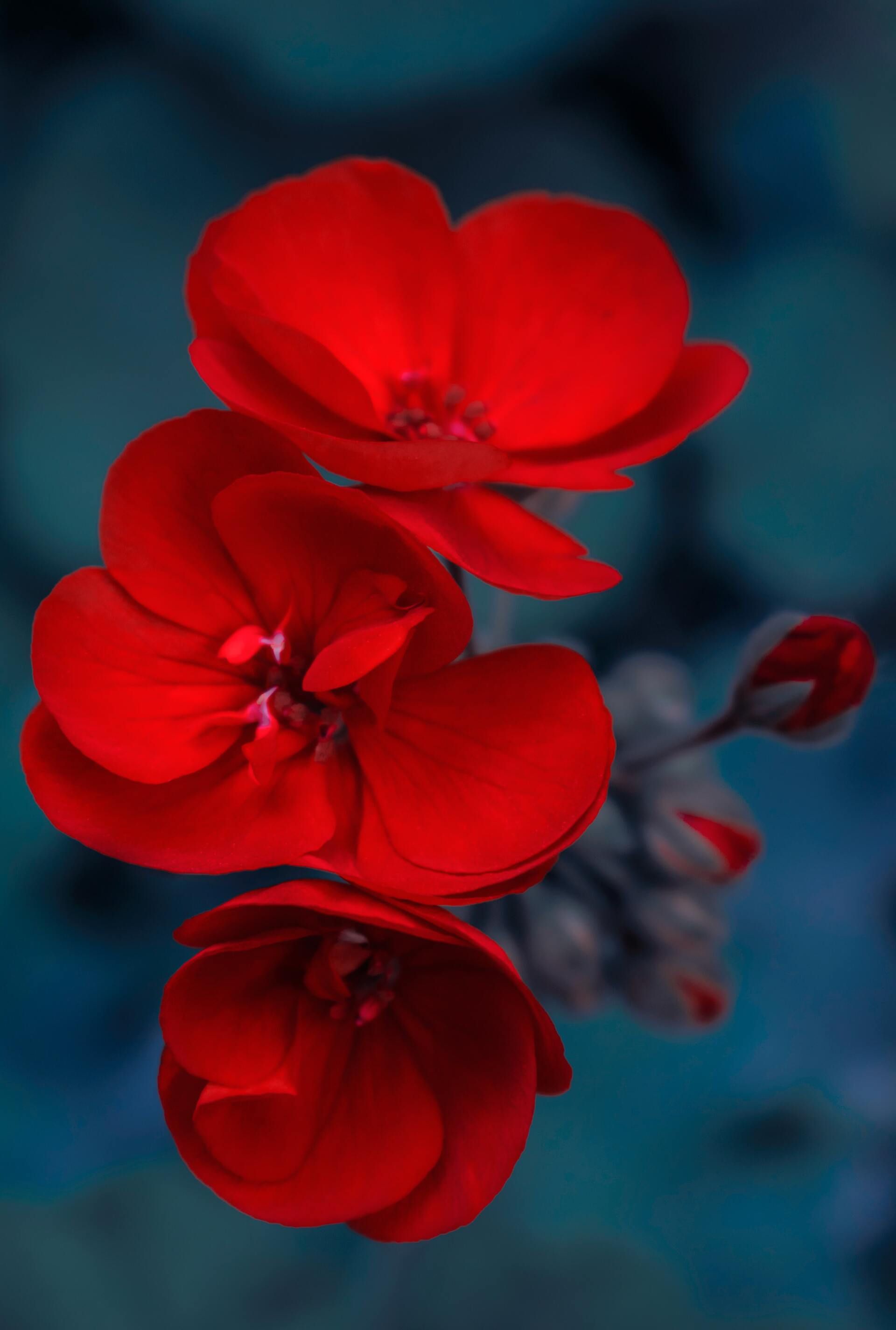 Red blossoms on a dark blue blurred background