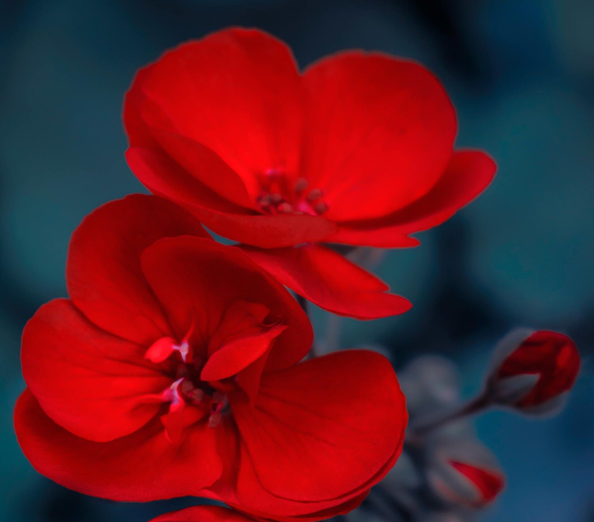 Bright red flowers with layered petals against a dark blue background