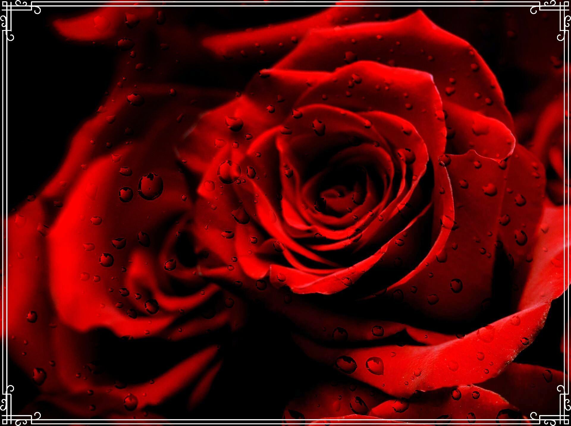 Close-up of a red rose with water droplets on dark background