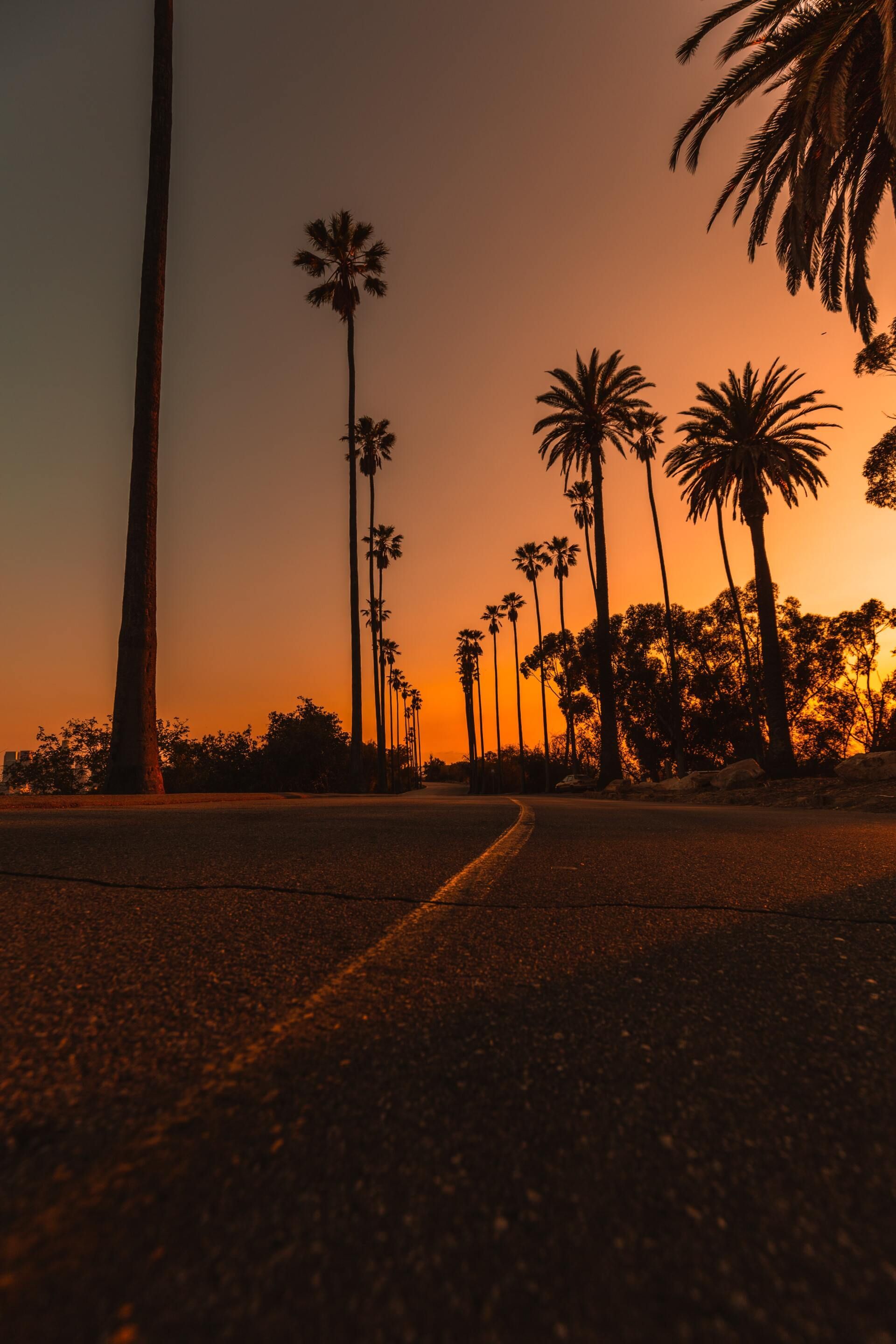 Palm trees silhouetted against an orange sunset over a dark road
