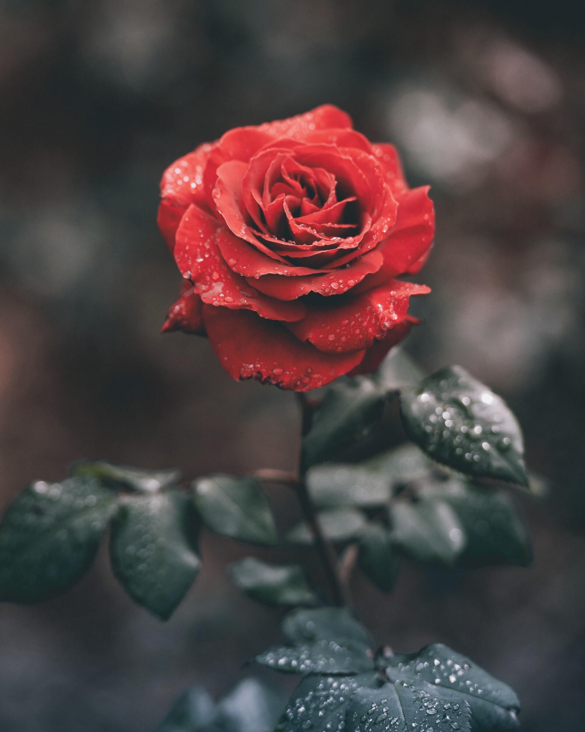 Red rose with dew drops on a dark blurred background