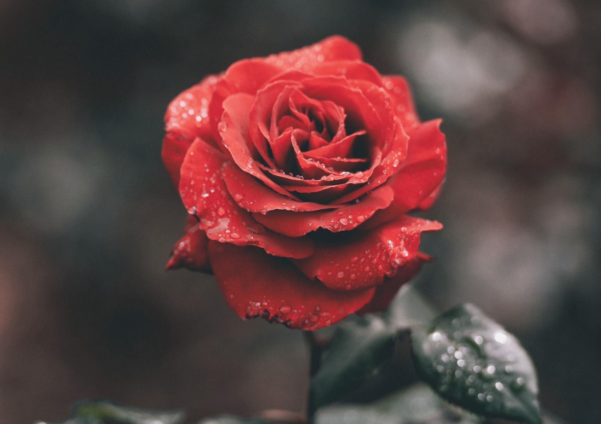 Red rose in bloom with water droplets against a blurred dark background