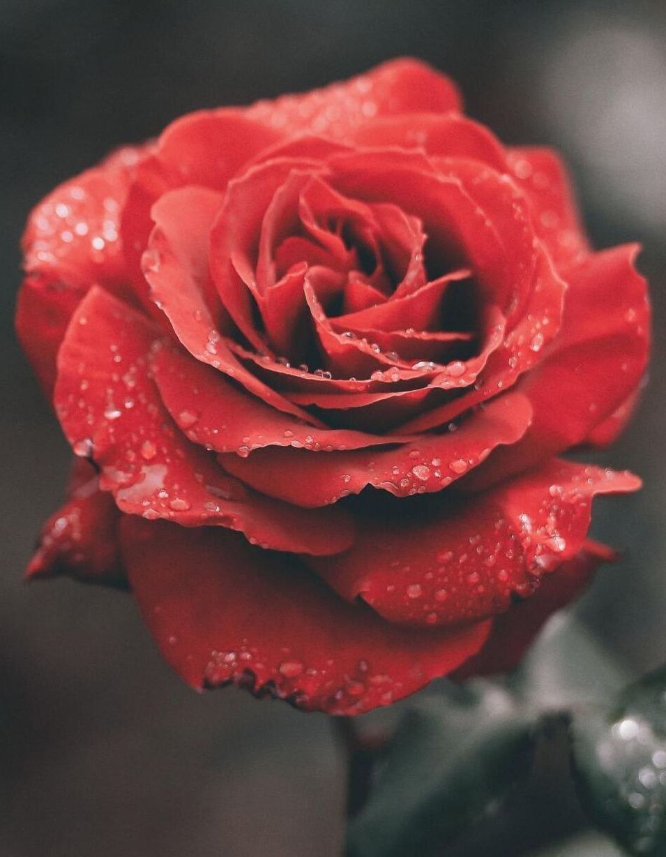 Red rose in bloom with water droplets on the petals.