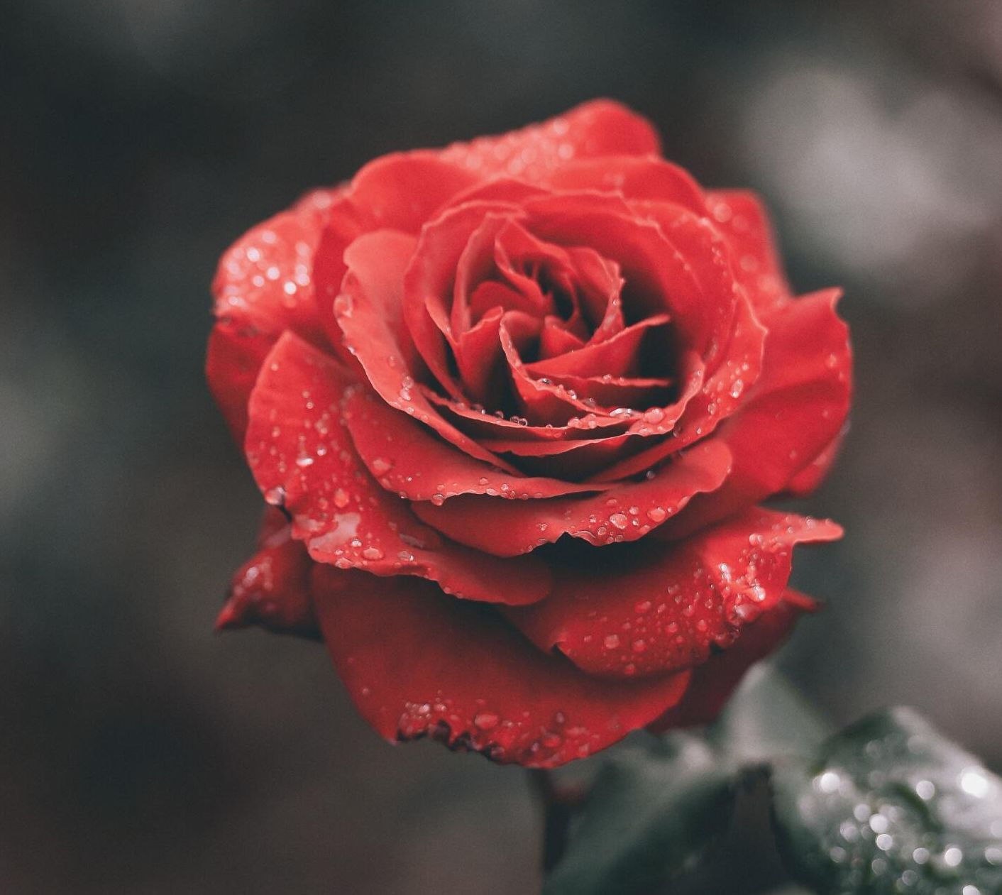 Close-up of a red rose with dew drops against a soft blurred background