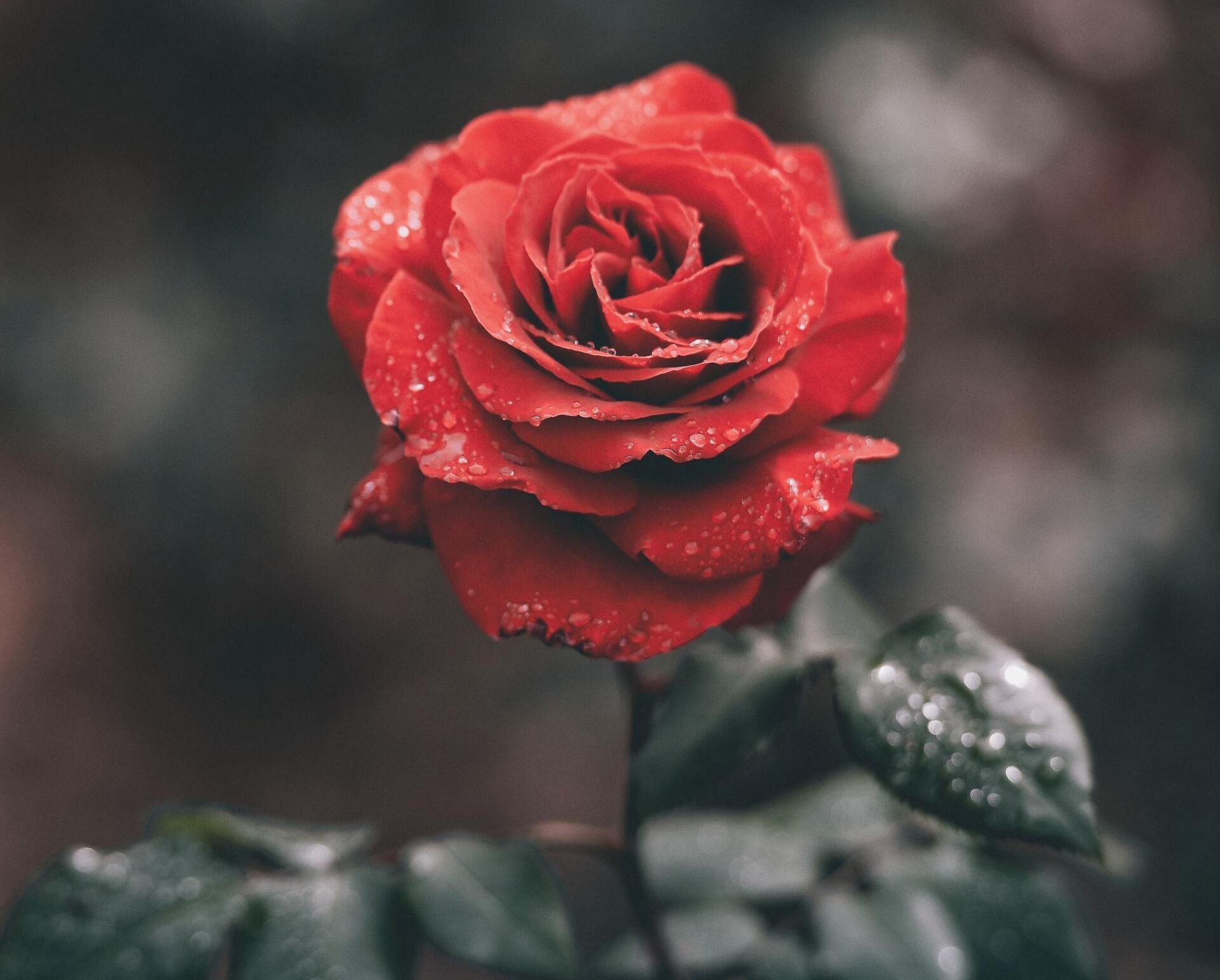 Red rose covered in dew against a soft blurred background.