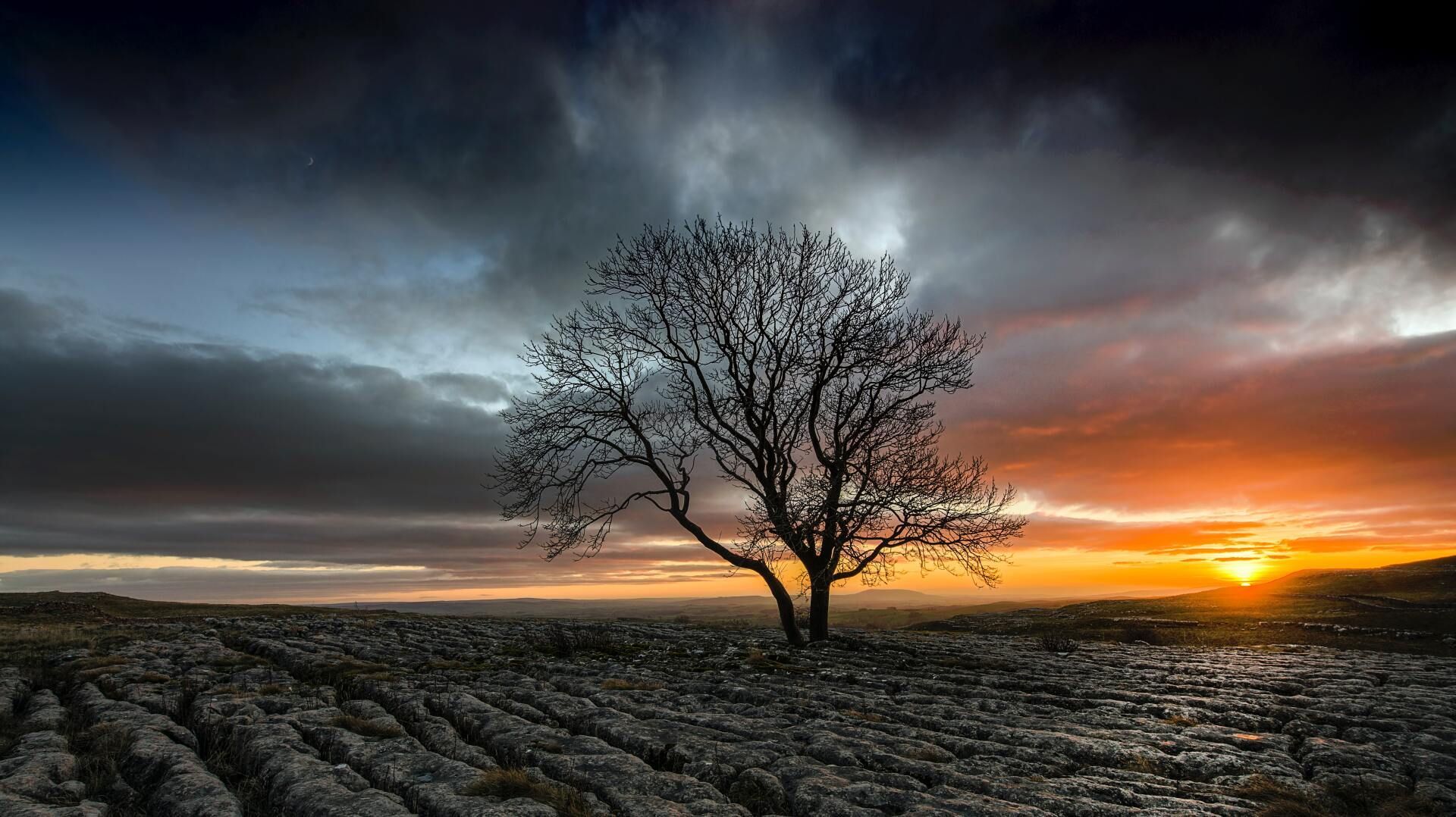 Solitary leafless tree silhouetted at sunset over a rocky field under dramatic clouds