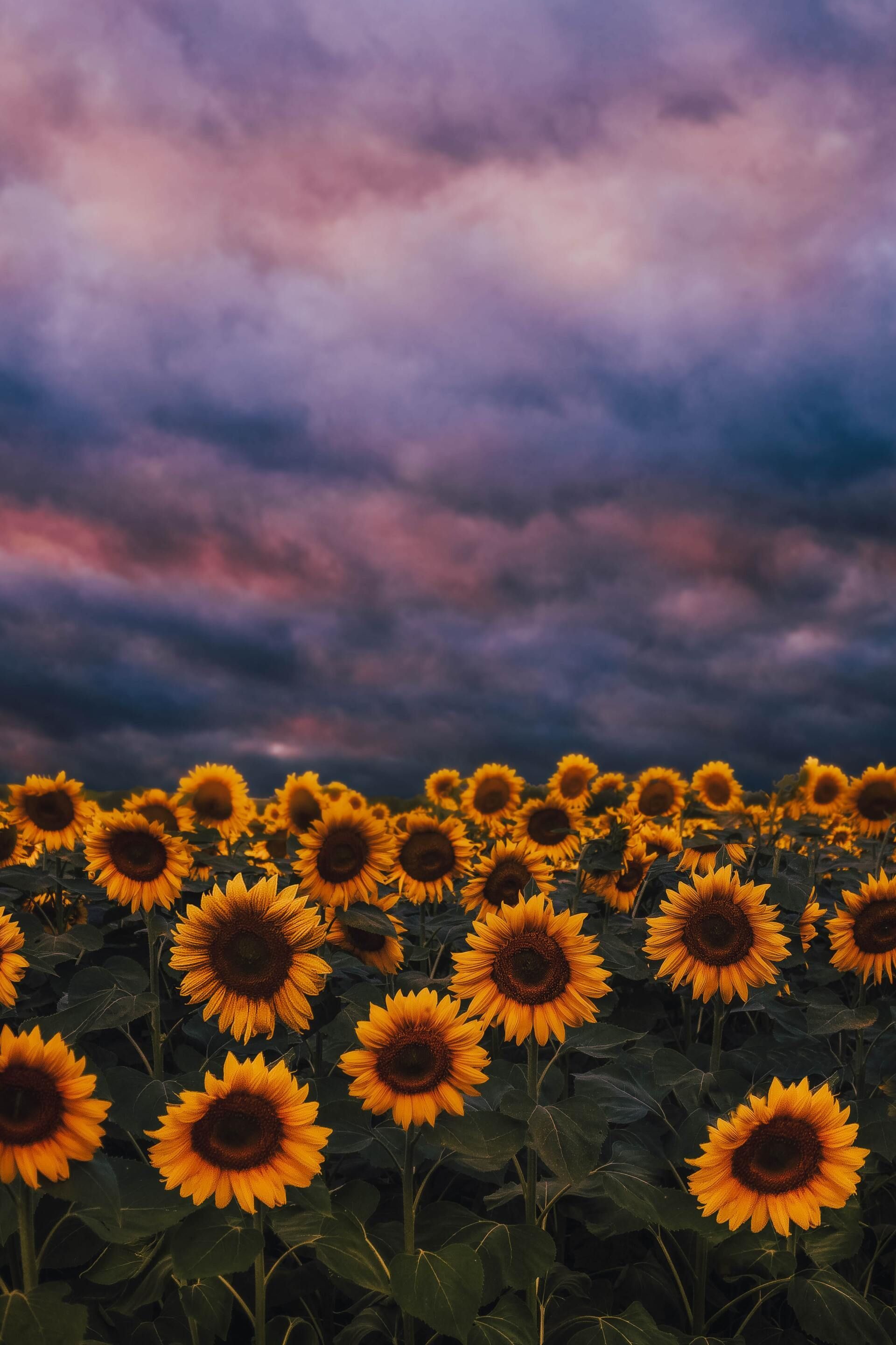 Sunflower field under a dramatic pink-and-purple cloudy sky