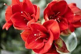 Cluster of bright red flowers with layered petals against a blurred green background