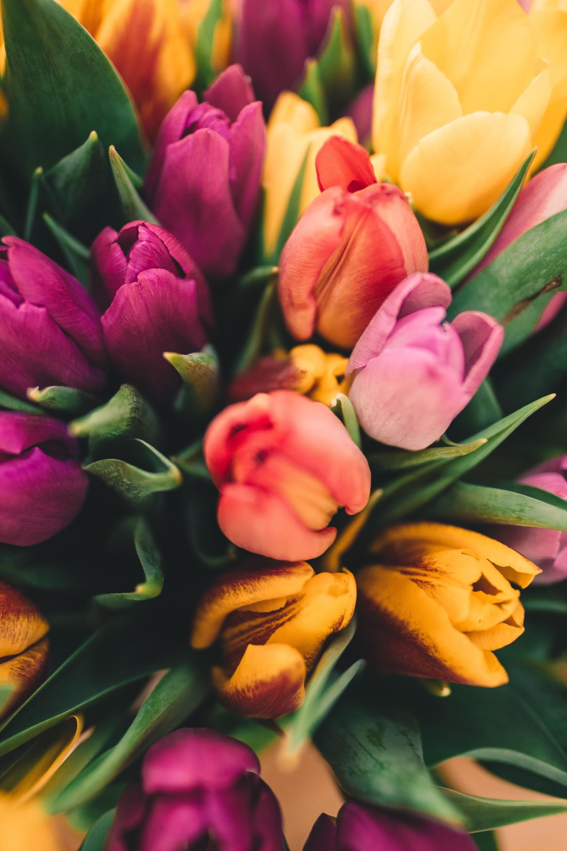 Colorful bouquet of tulips in pink, yellow, orange, and purple with green leaves