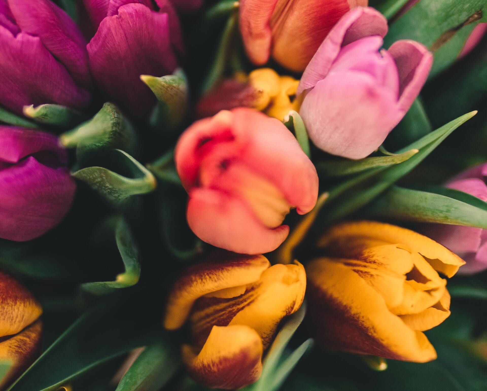 Colorful tulips in pink, purple, yellow, and orange arranged in a close-up bouquet