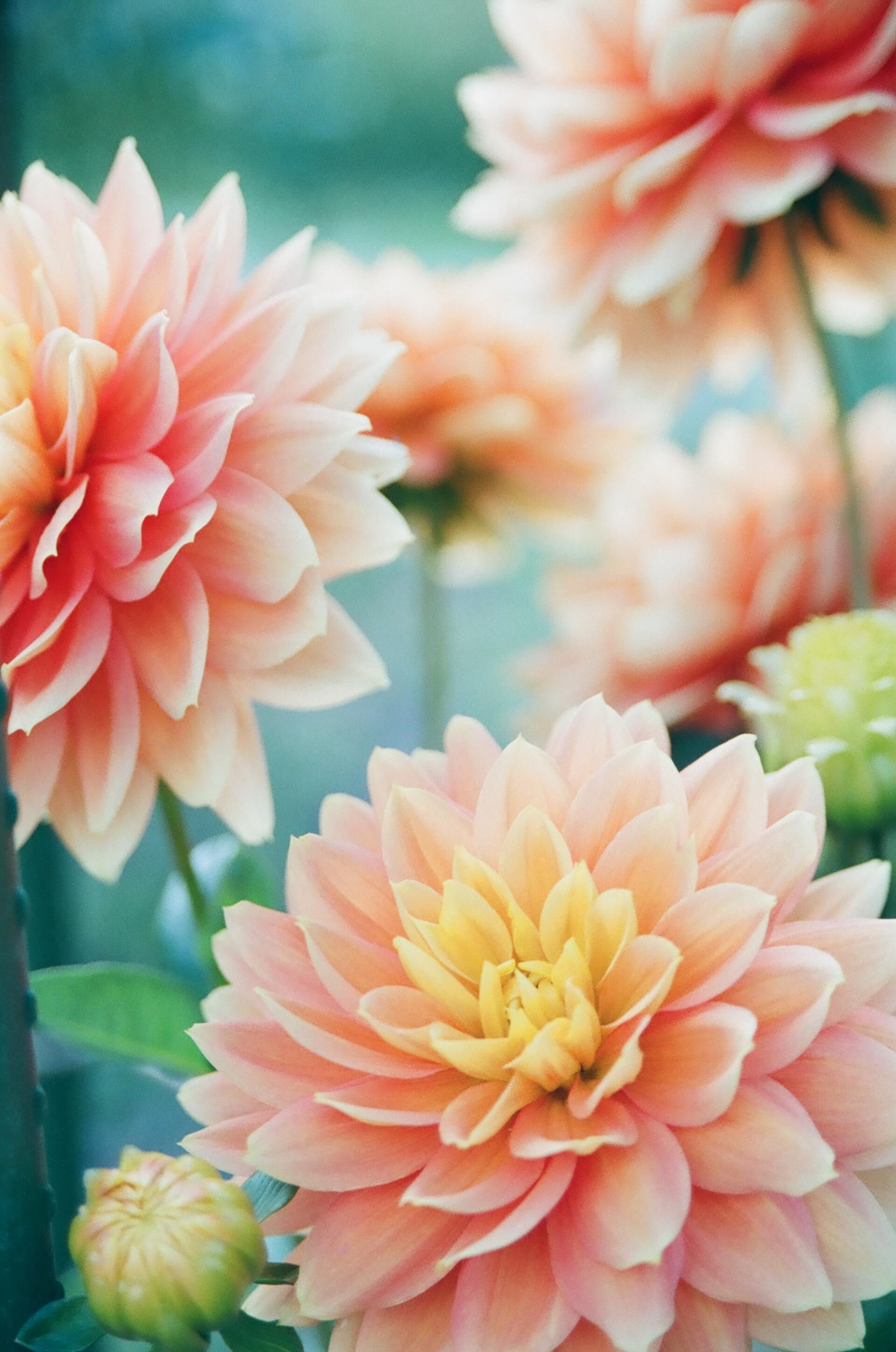 Peach and cream dahlia flowers with green buds against a soft blue background