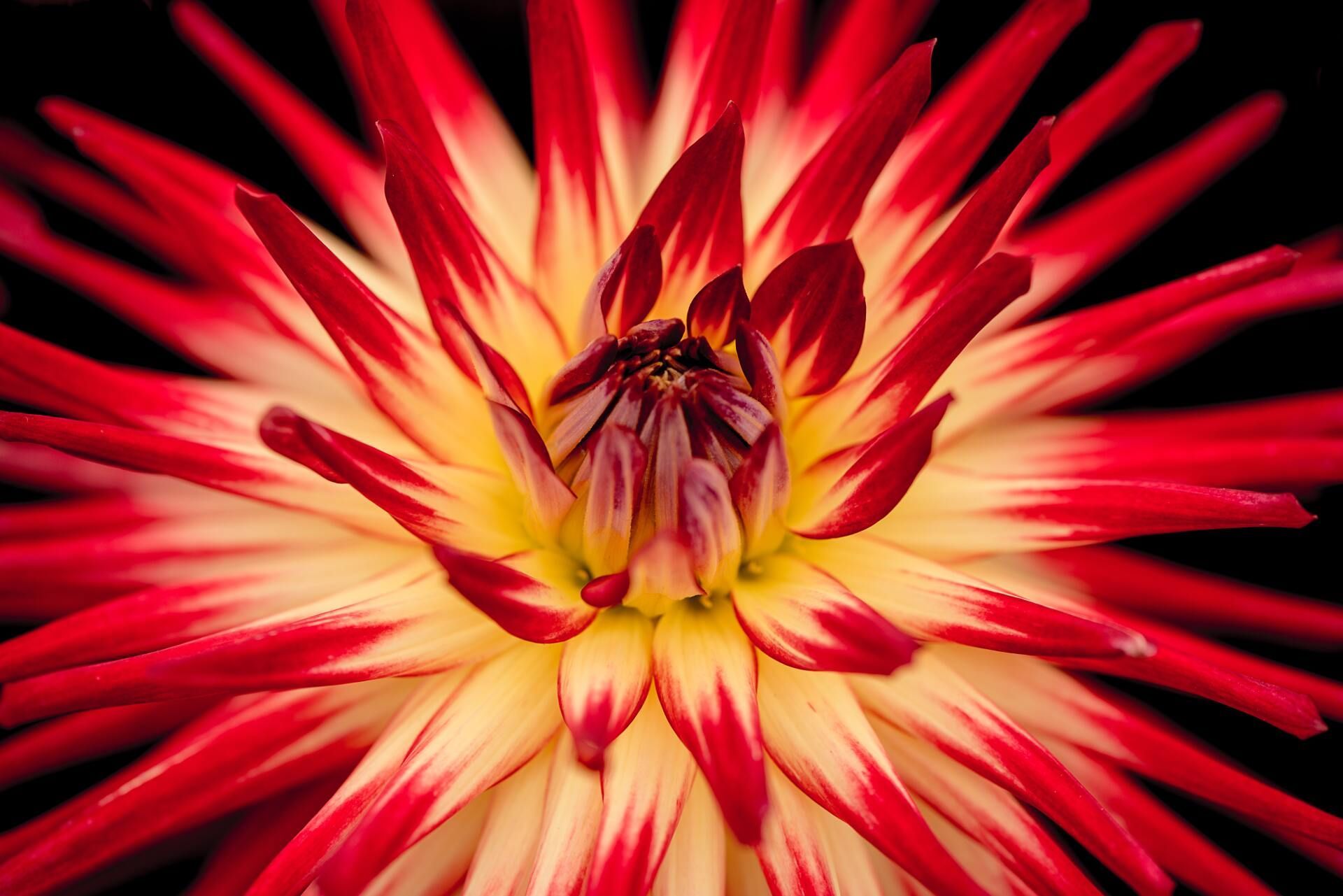 Close-up of a vibrant red and yellow flower with pointed petals radiating from the center