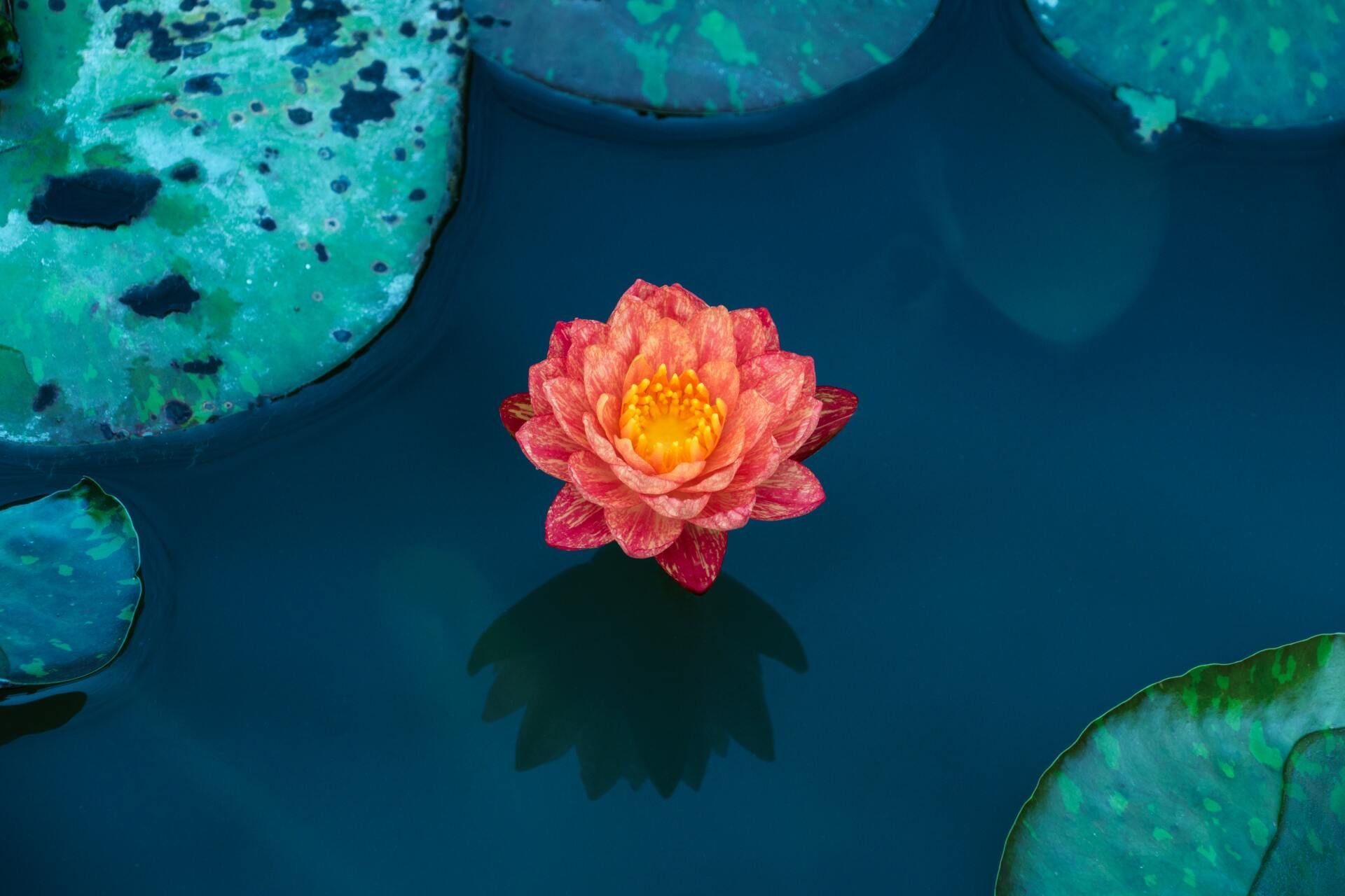 Pink lotus flower floating on dark blue water, surrounded by green lily pads