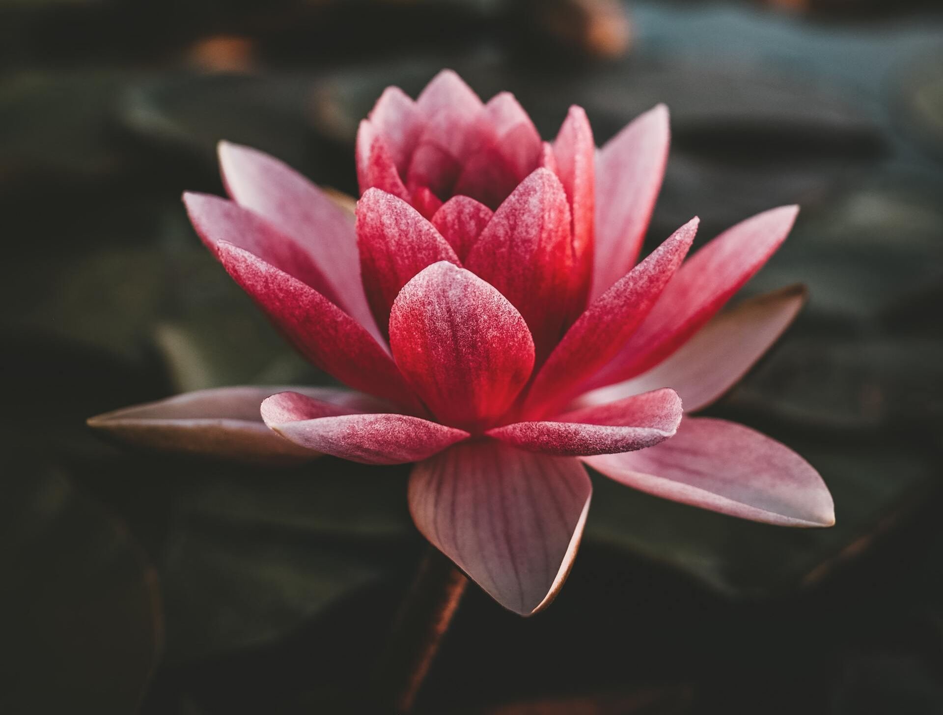 Pink lotus flower in bloom with dew on petals, against a dark blurred background