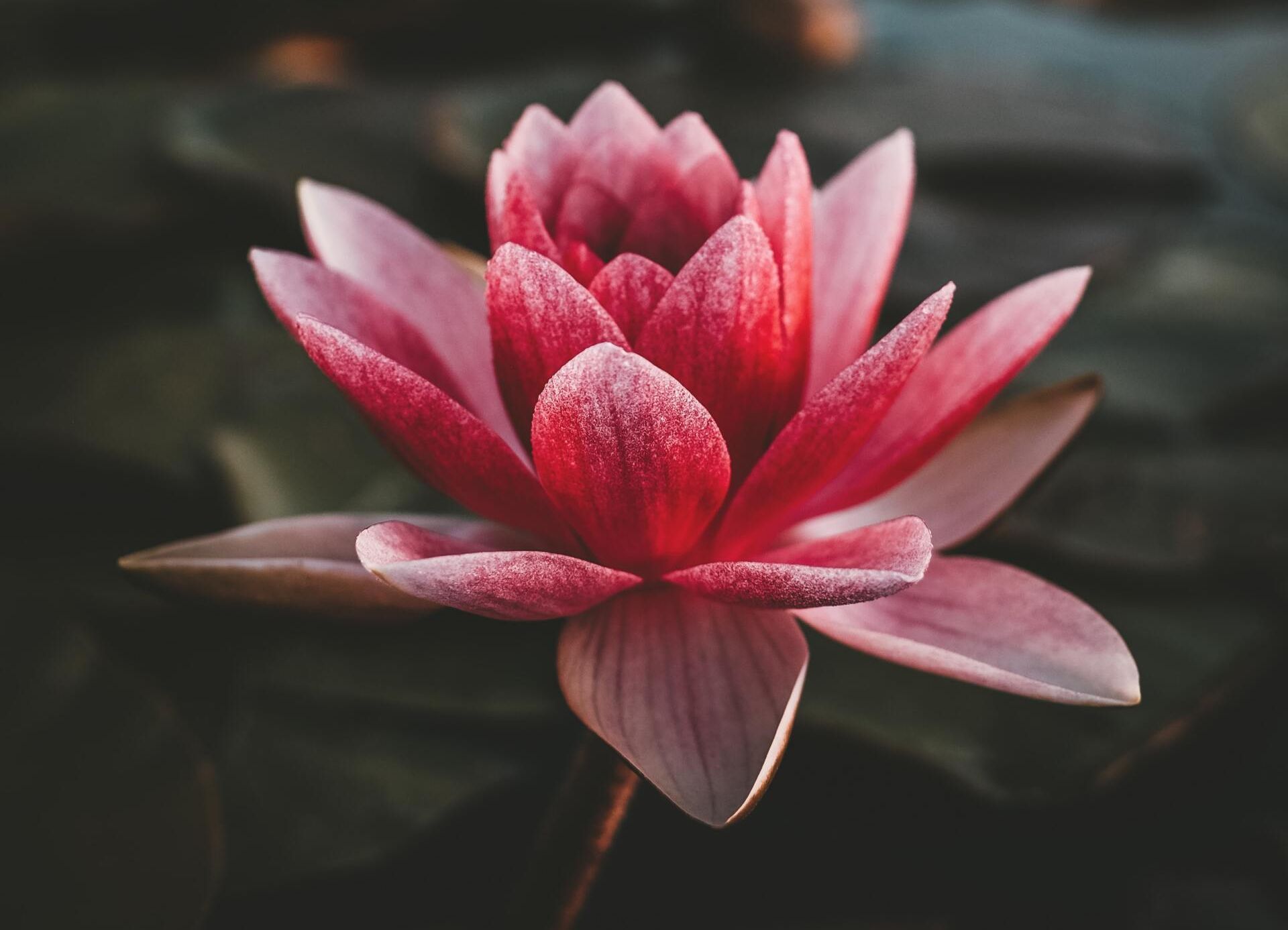 Pink lotus flower floating on dark water, with dew-covered petals in soft focus