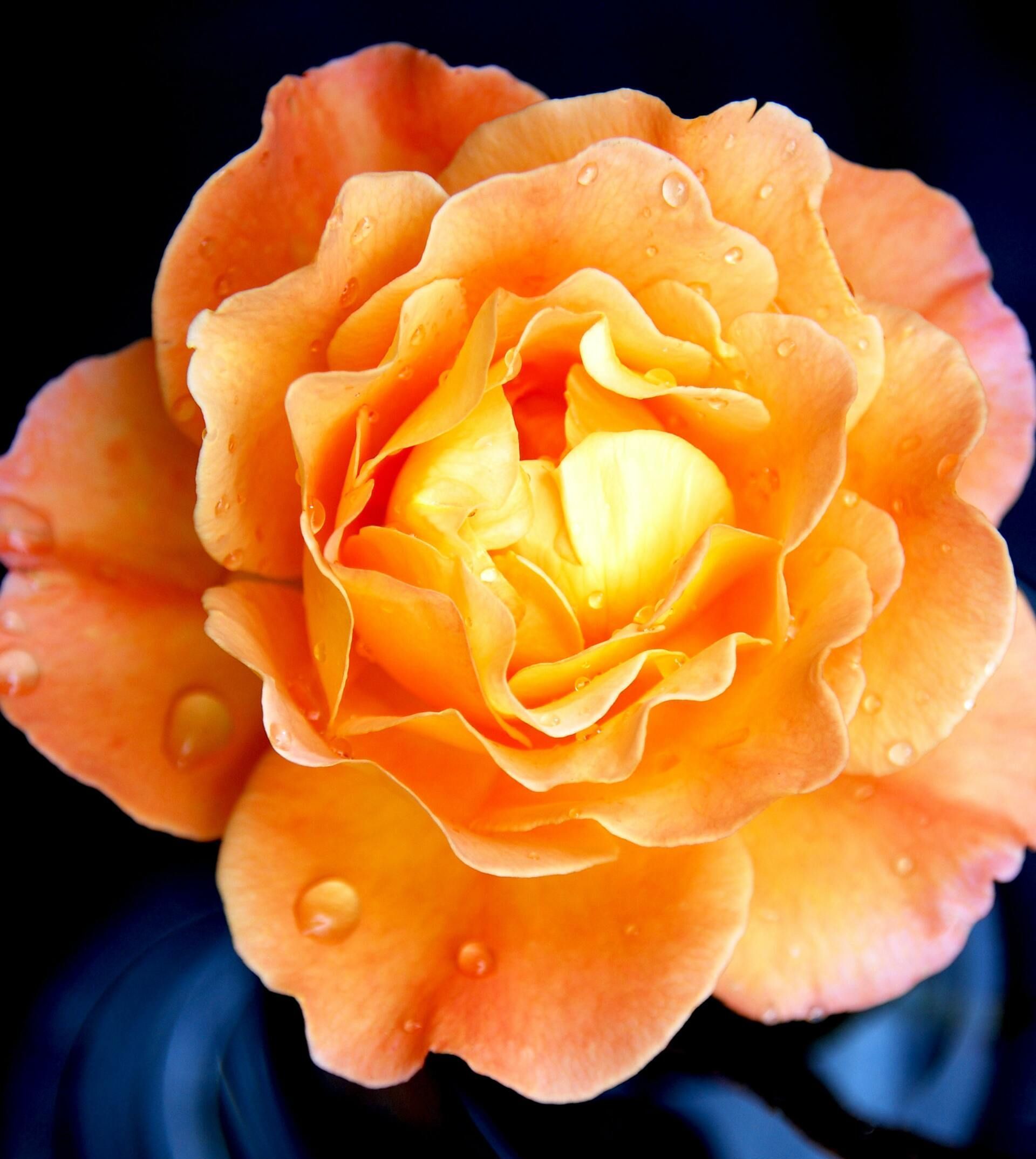 Orange rose with water droplets against a dark background