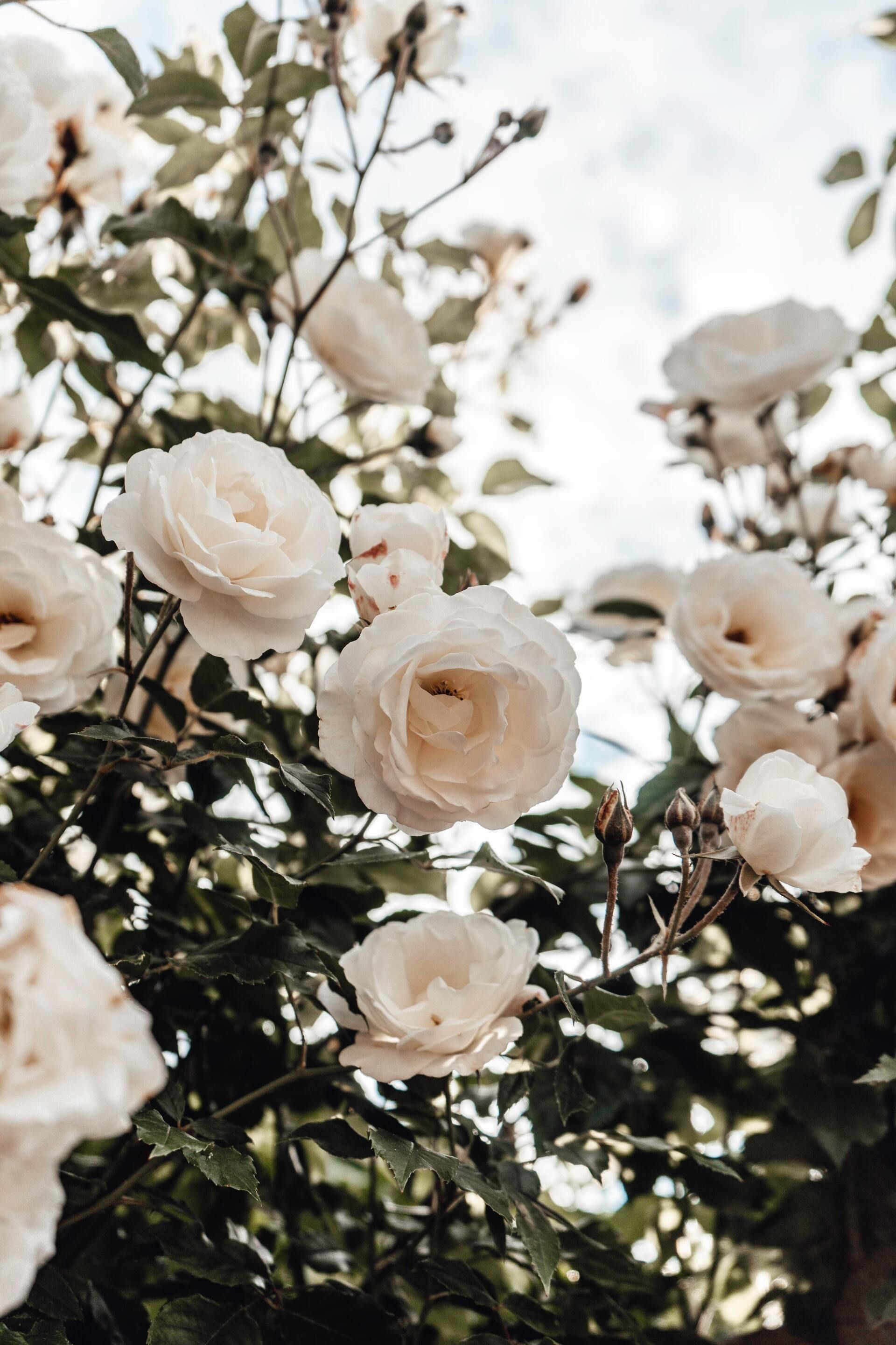 White roses blooming on a leafy branch against a bright sky
