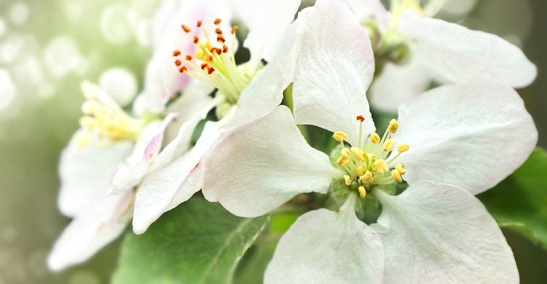 Close-up of white flowers with green centers and yellow pollen on a soft, blurred green background