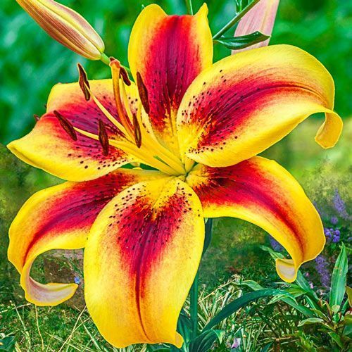 Vibrant yellow and red lily bloom close-up against green foliage