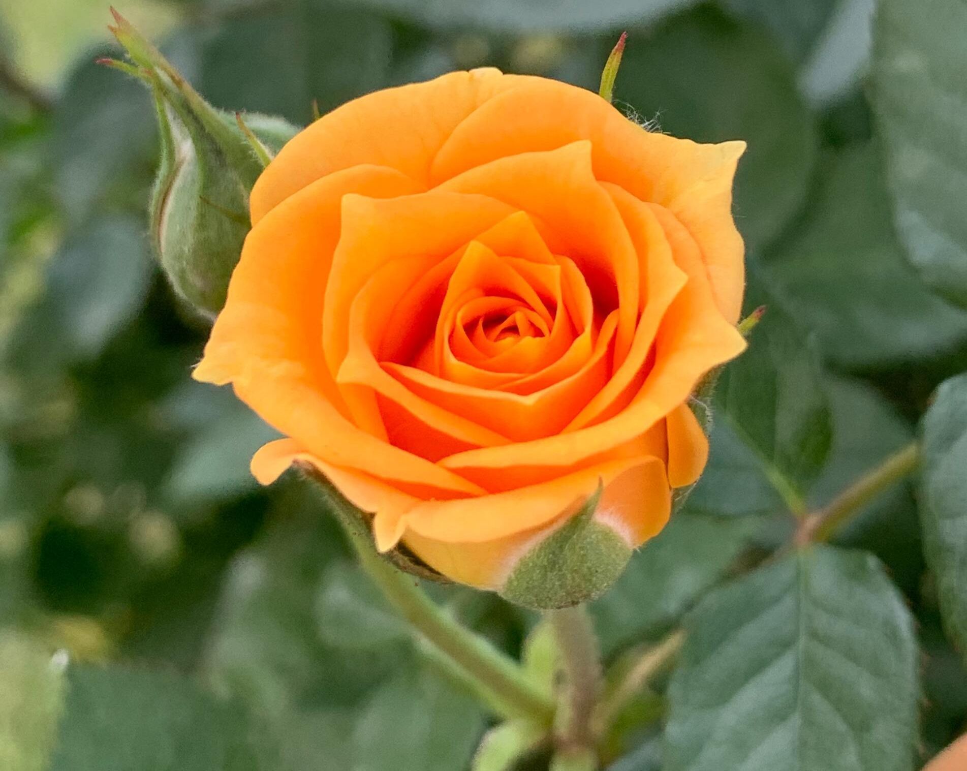 Orange rose in bloom against green foliage.
