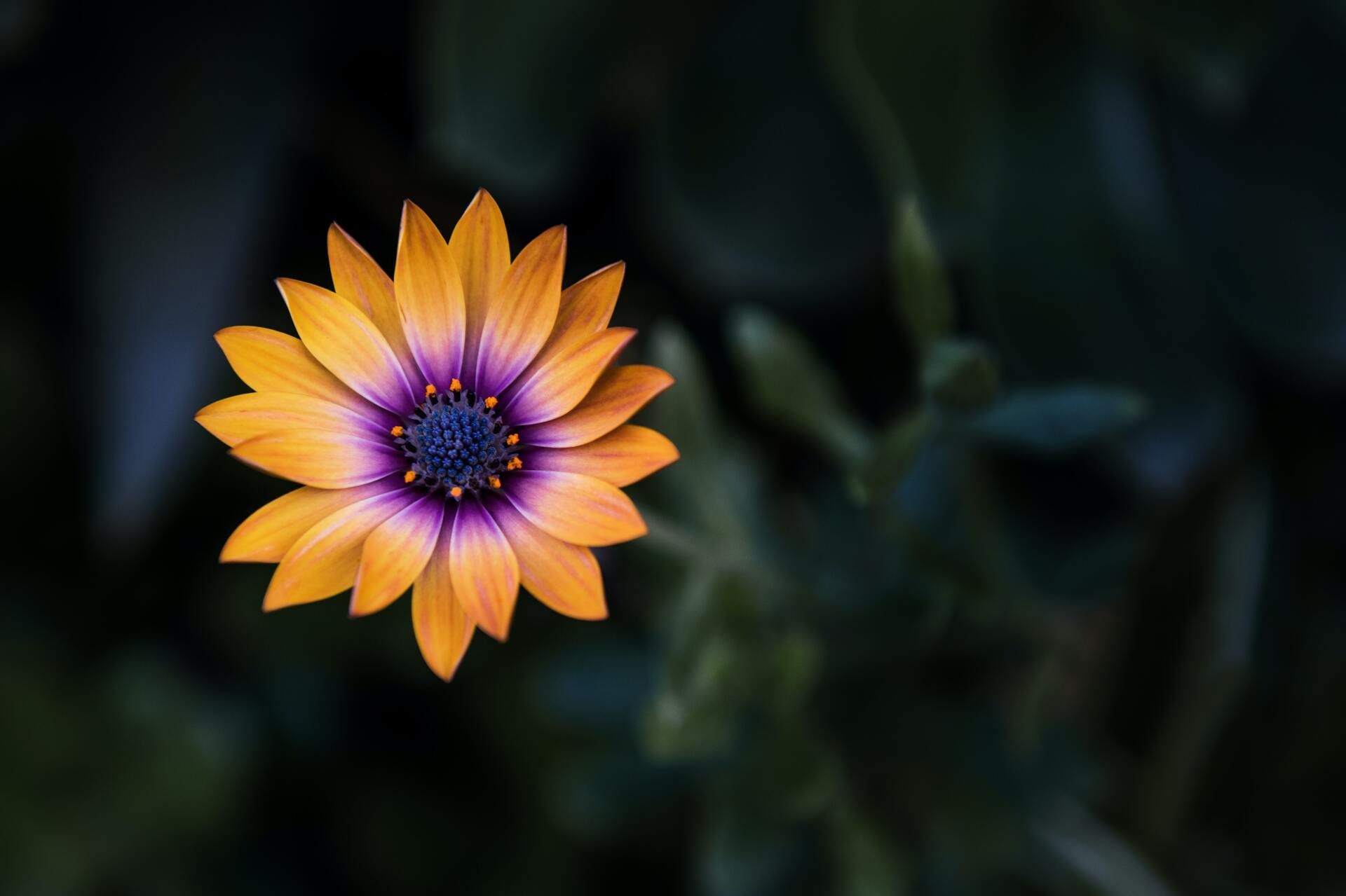 Orange and purple flower against a dark, blurred background
