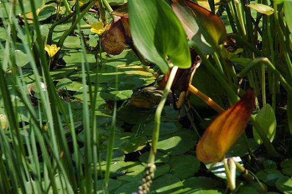 Water Features