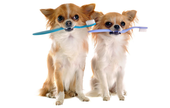 Puppies with Toothbrush