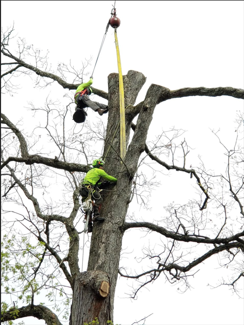 local tree service contractors