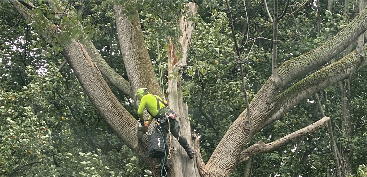 Mead Tree & Turf Care Inc tree service