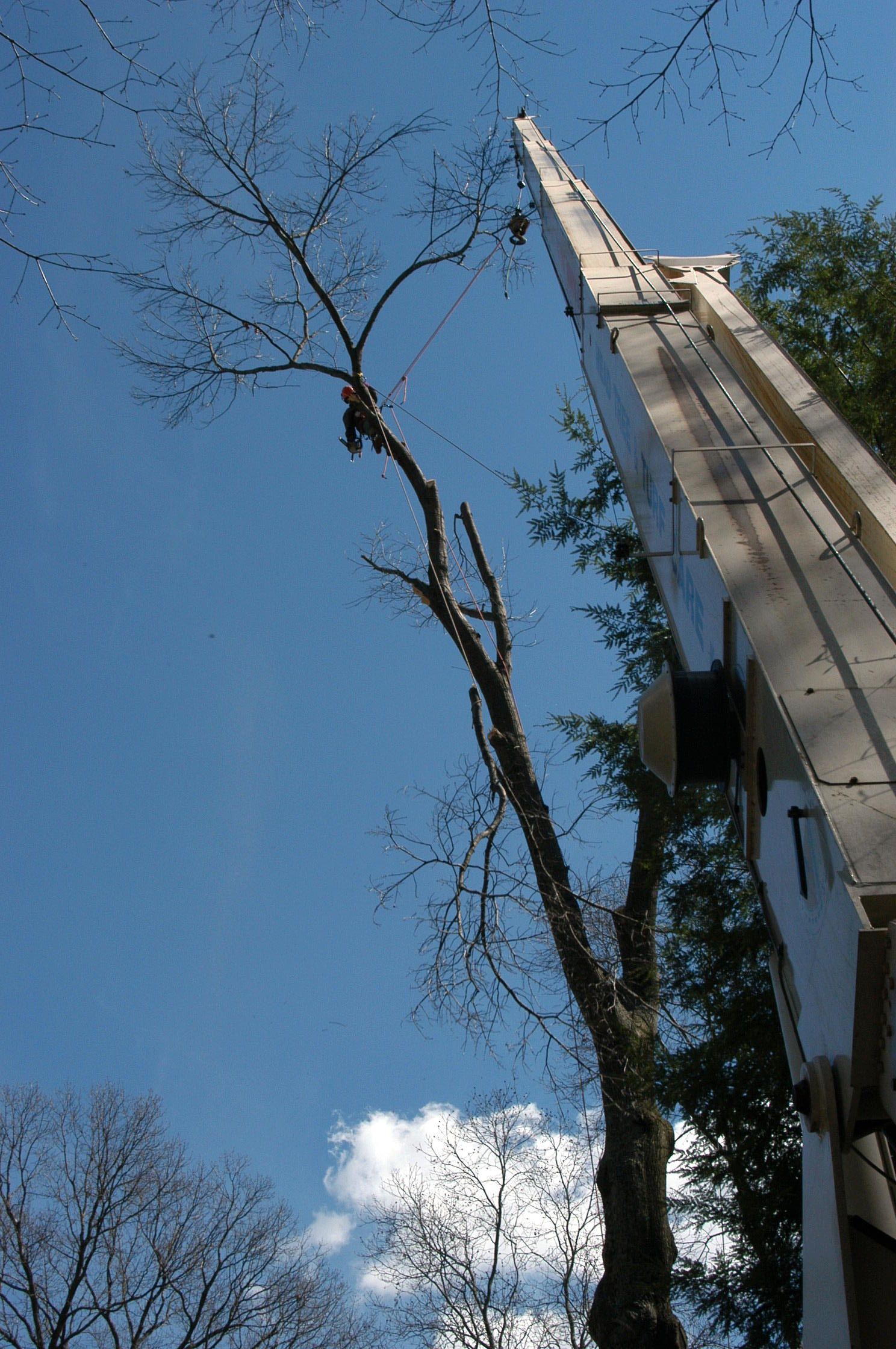 Tree removal using crane