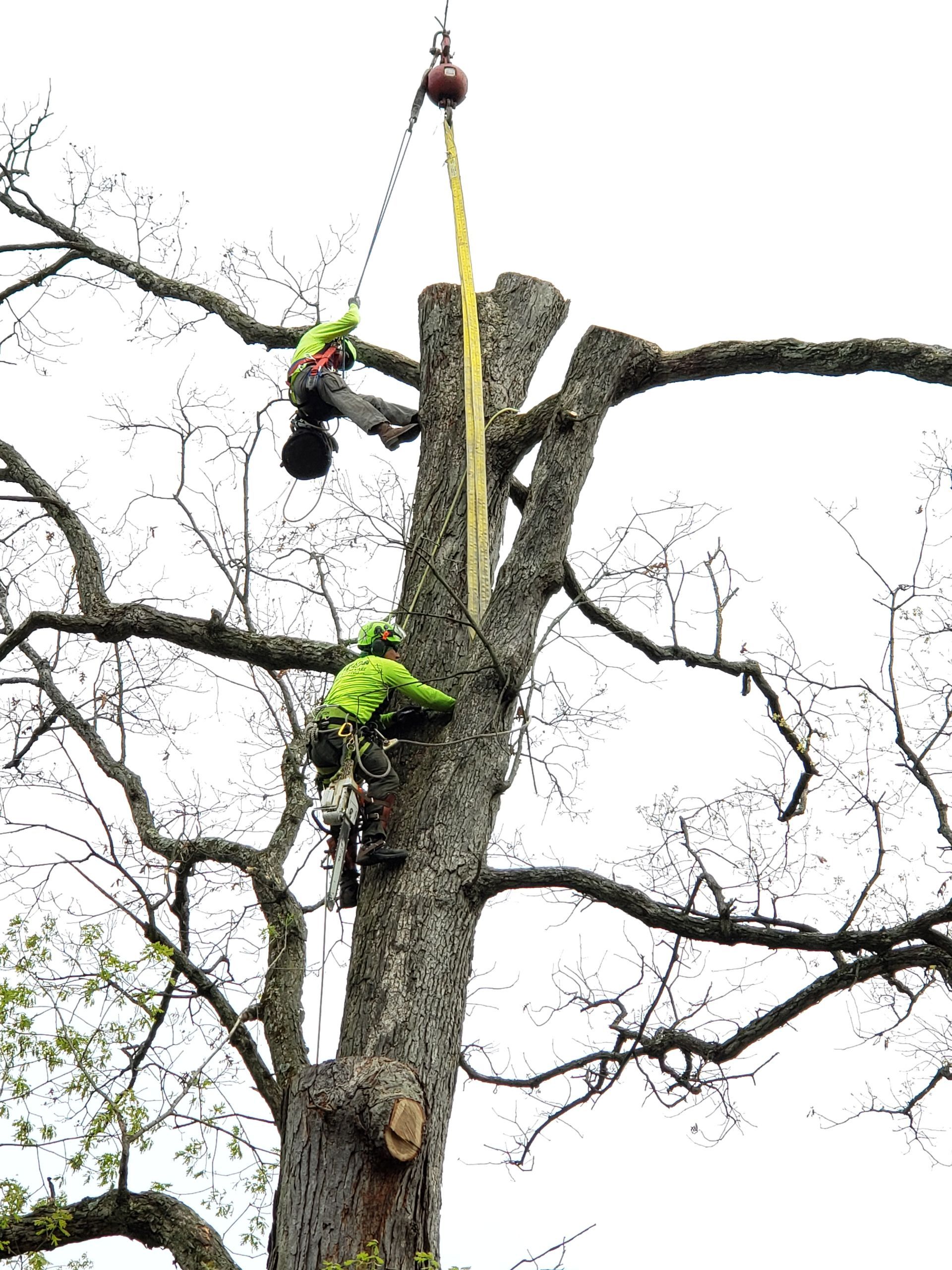 Tree removal