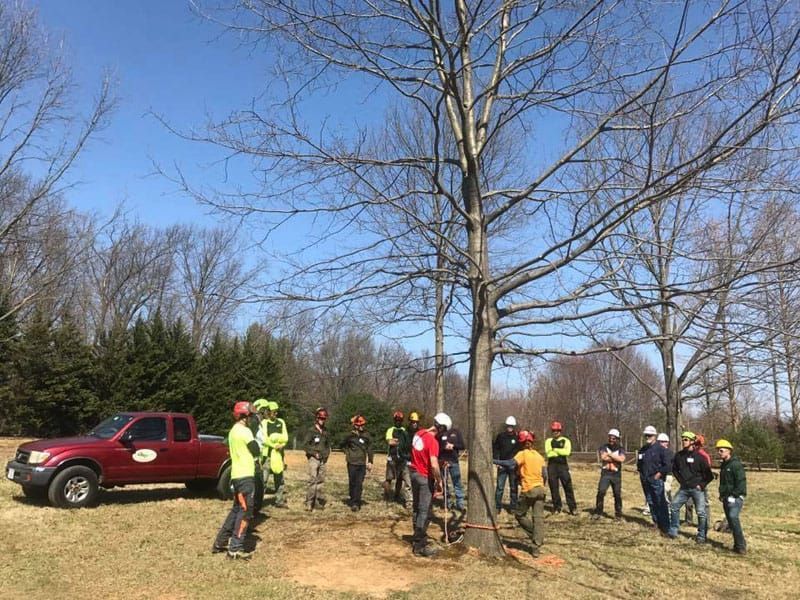 tree climbing symposium