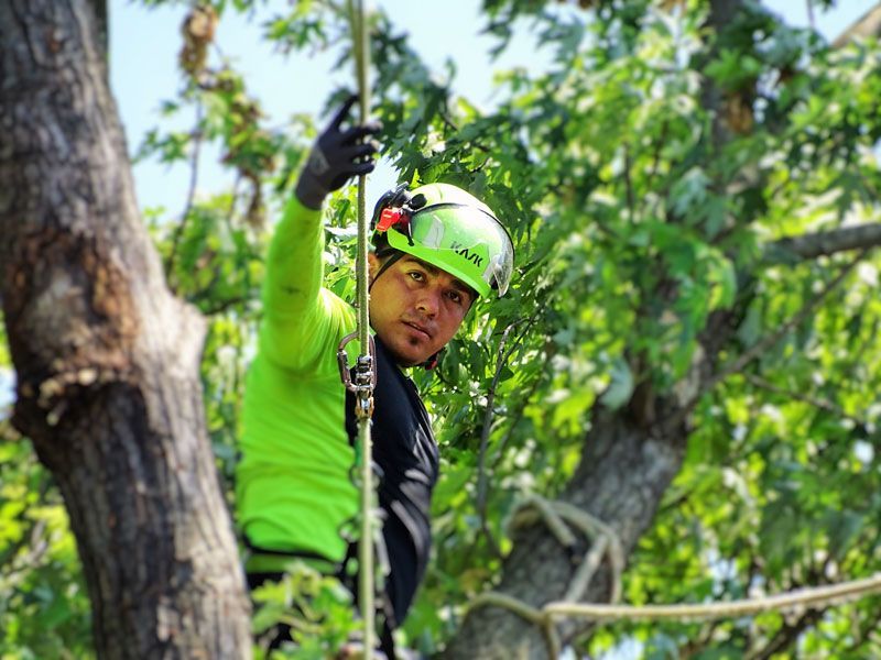 tree care